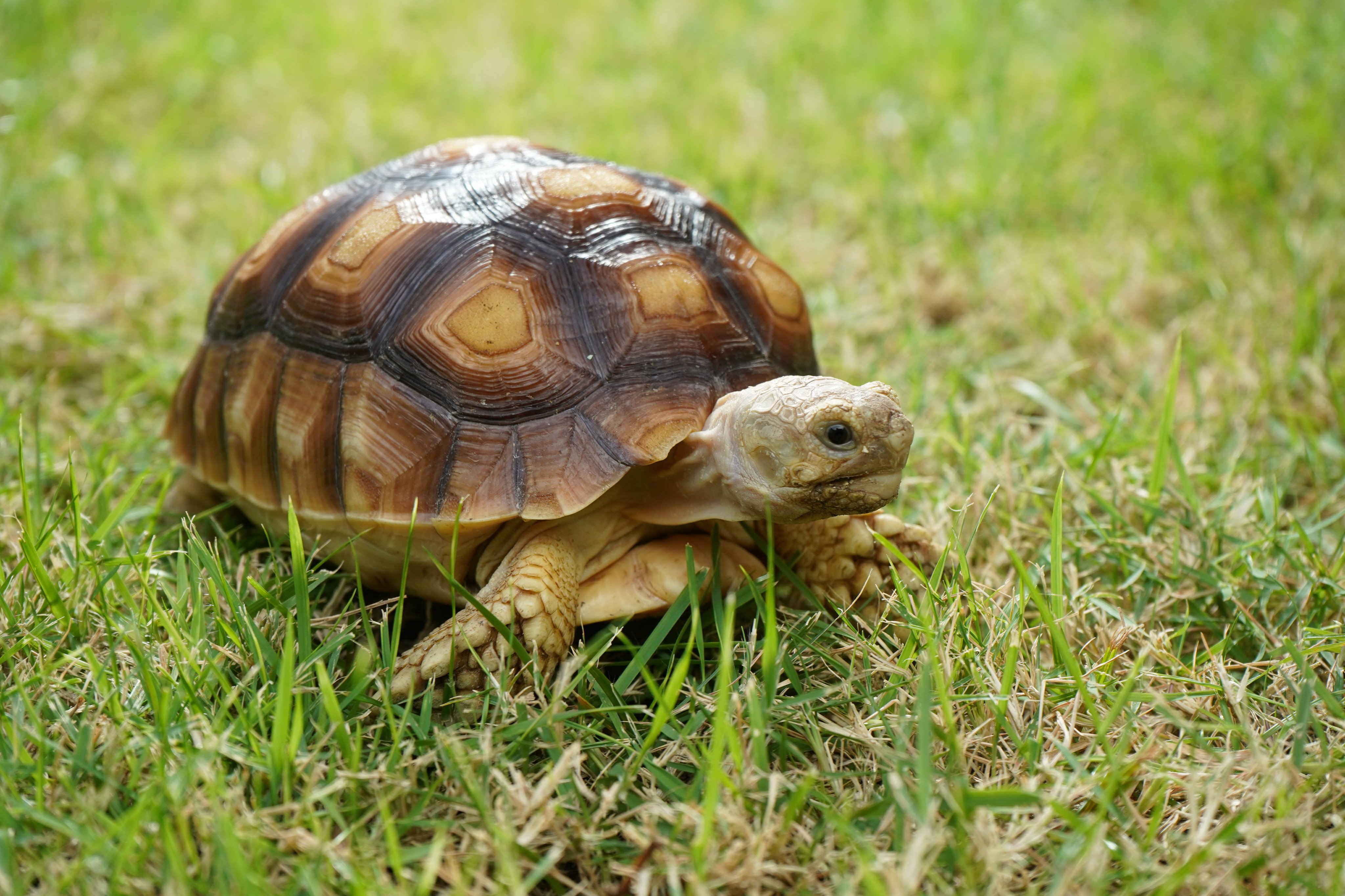 Turtles can be fun, independent pets, one student writes. Photo: Shutterstock