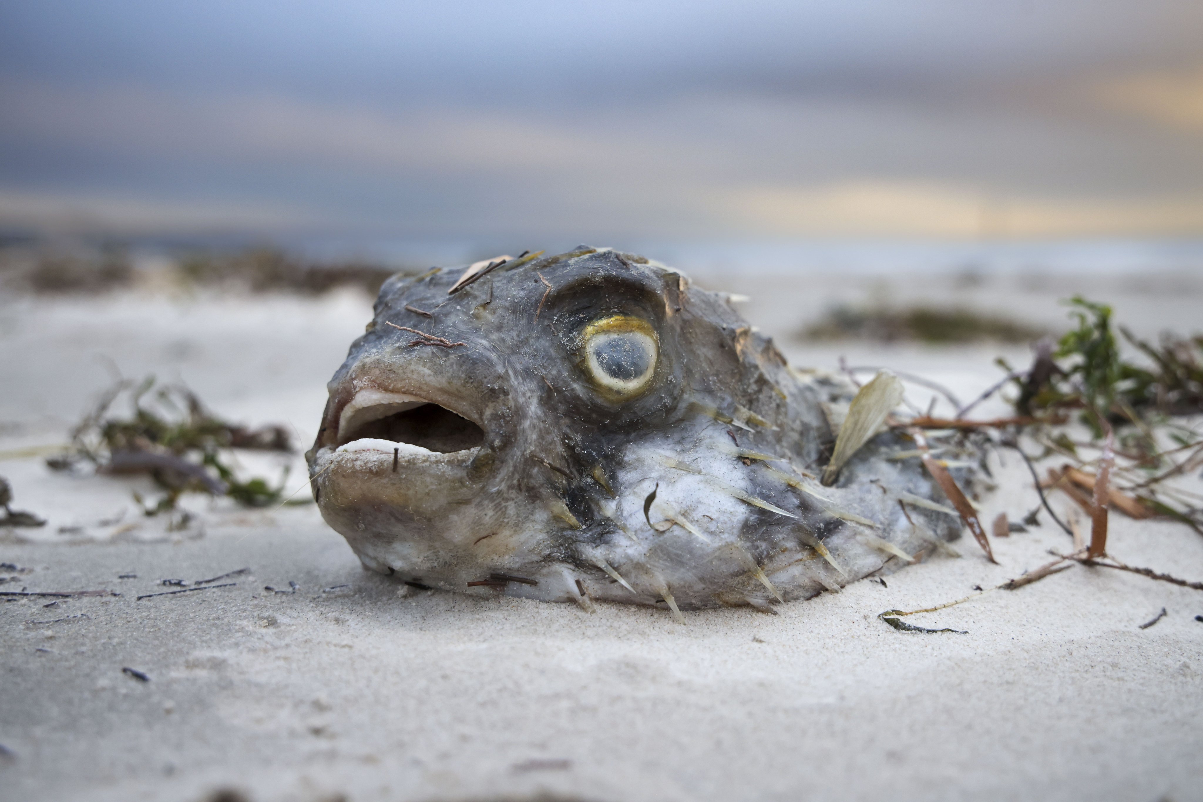 Toxic algae bloom kills thousands of marine creatures in South Australia. Photo: EPA