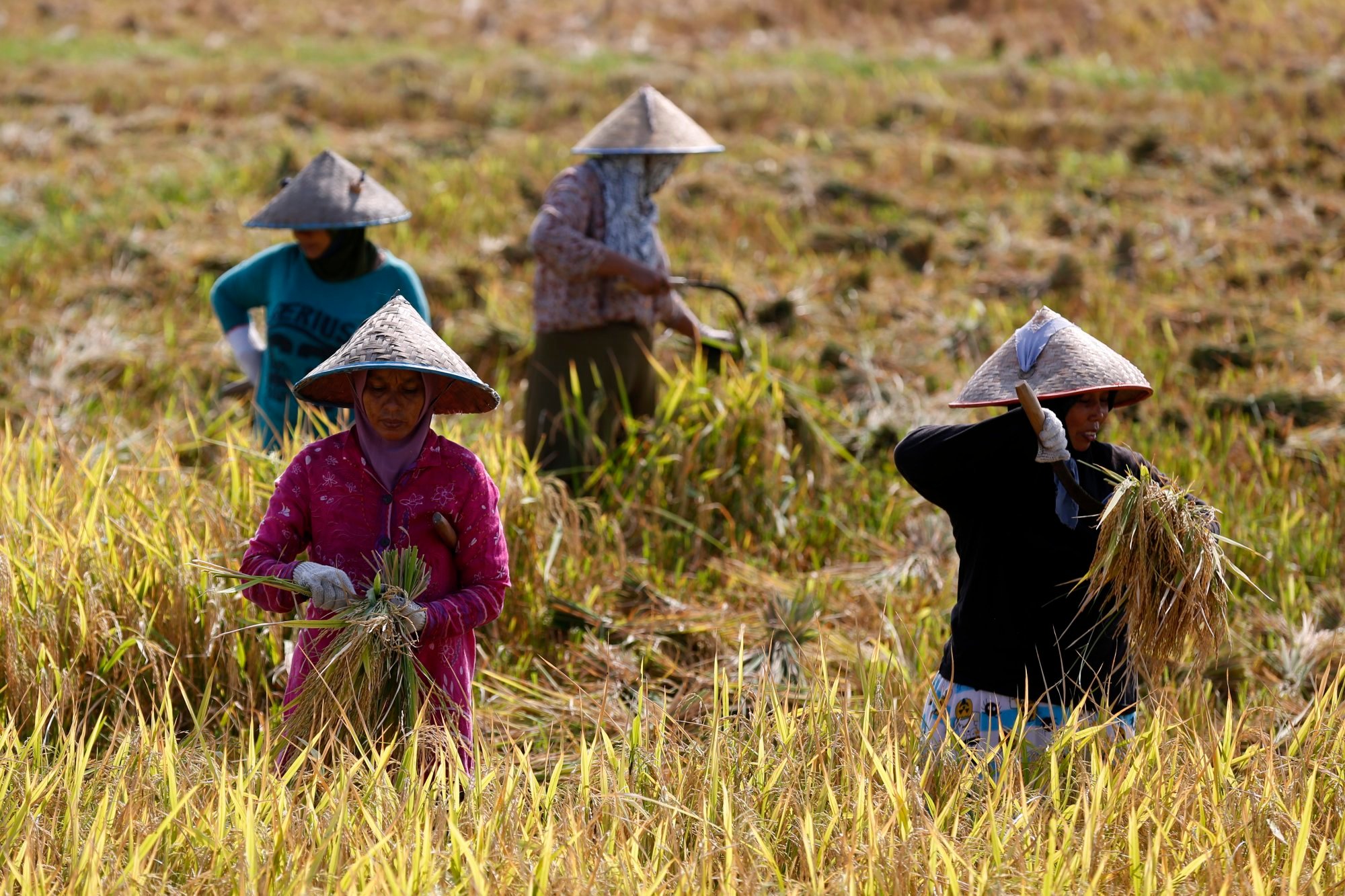 Farmers harvest rice in the Aceh Besar region. The military’s planned production of medicines is mainly targeted at Indonesians living in rural areas. Photo: EPA-EFE Farmers harvest rice in the Aceh Besar region. The military’s planned production of medicines is mainly targeted at Indonesians living in rural areas. Photo: EPA-EFE