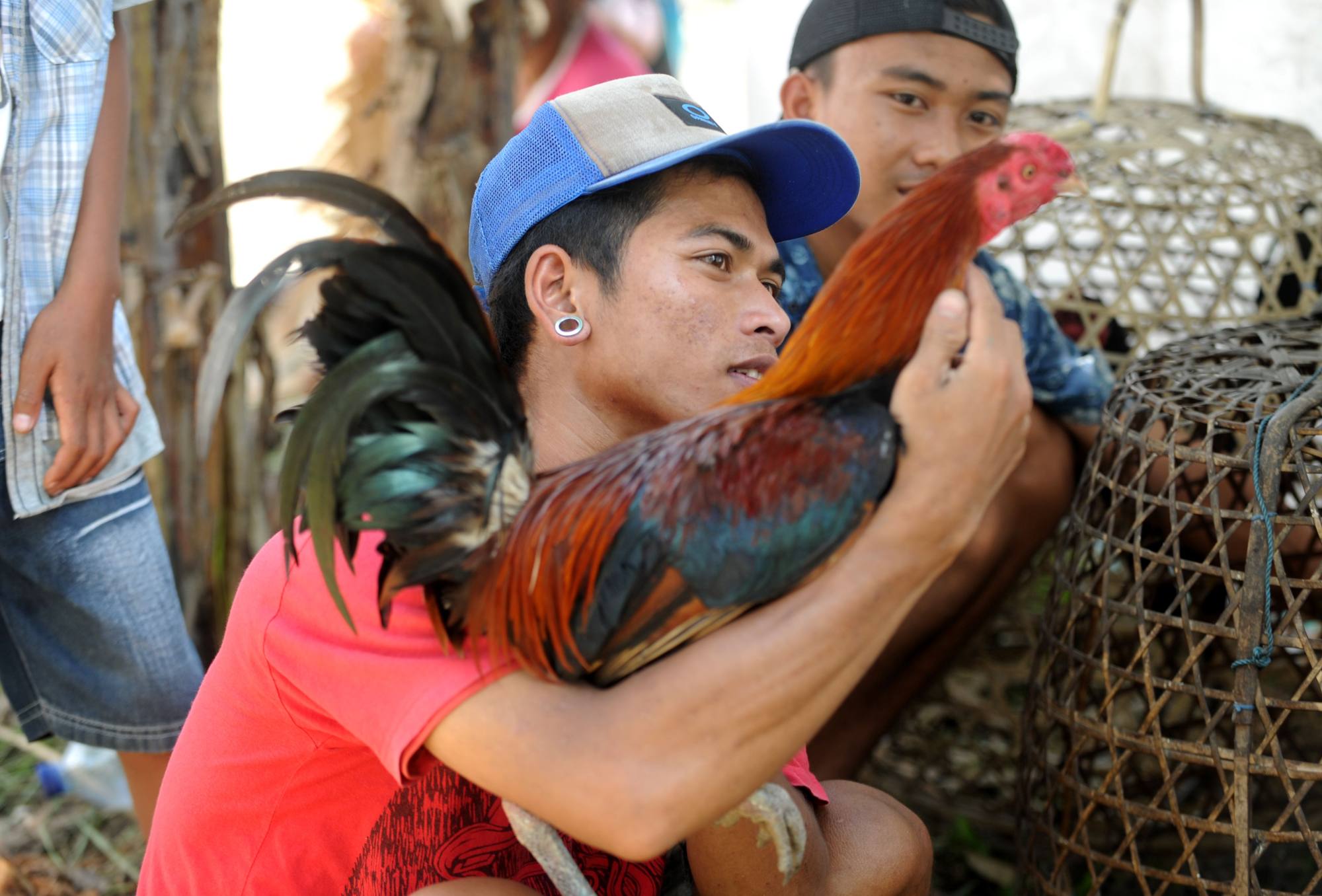 A Balinese man holds a cockerel in Karangasem Regency, on Indonesia’s resort island of Bali. Cockfighting is considered an essential part of some Hindu religious ceremonies in Bali. Photo: AFP A Balinese man holds a cockerel in Karangasem Regency, on Indonesia’s resort island of Bali. Cockfighting is considered an essential part of some Hindu religious ceremonies in Bali. Photo: AFP