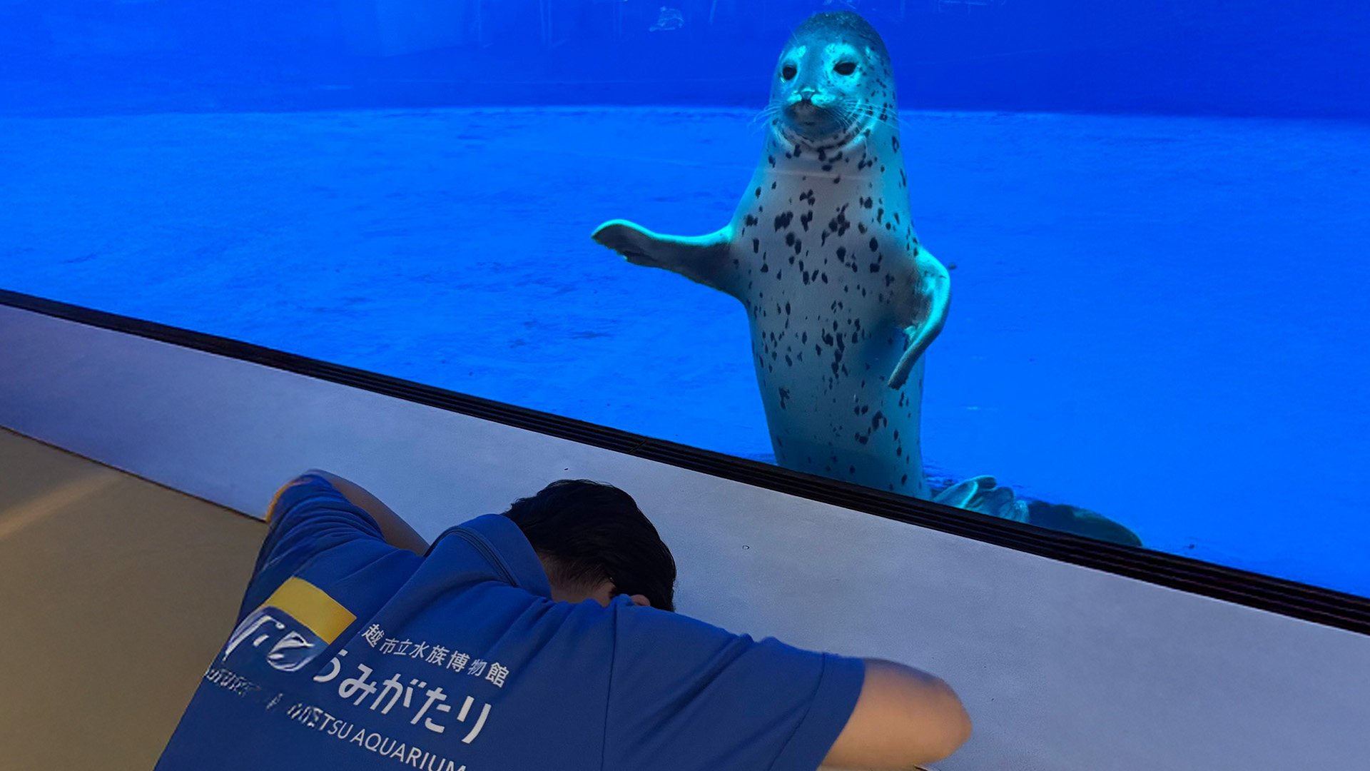 A Japanese zookeeper mistakenly called a baby seal the wrong name in a social media post, then  later bowed to the animal in apology, melting hearts online. Photo: X.com