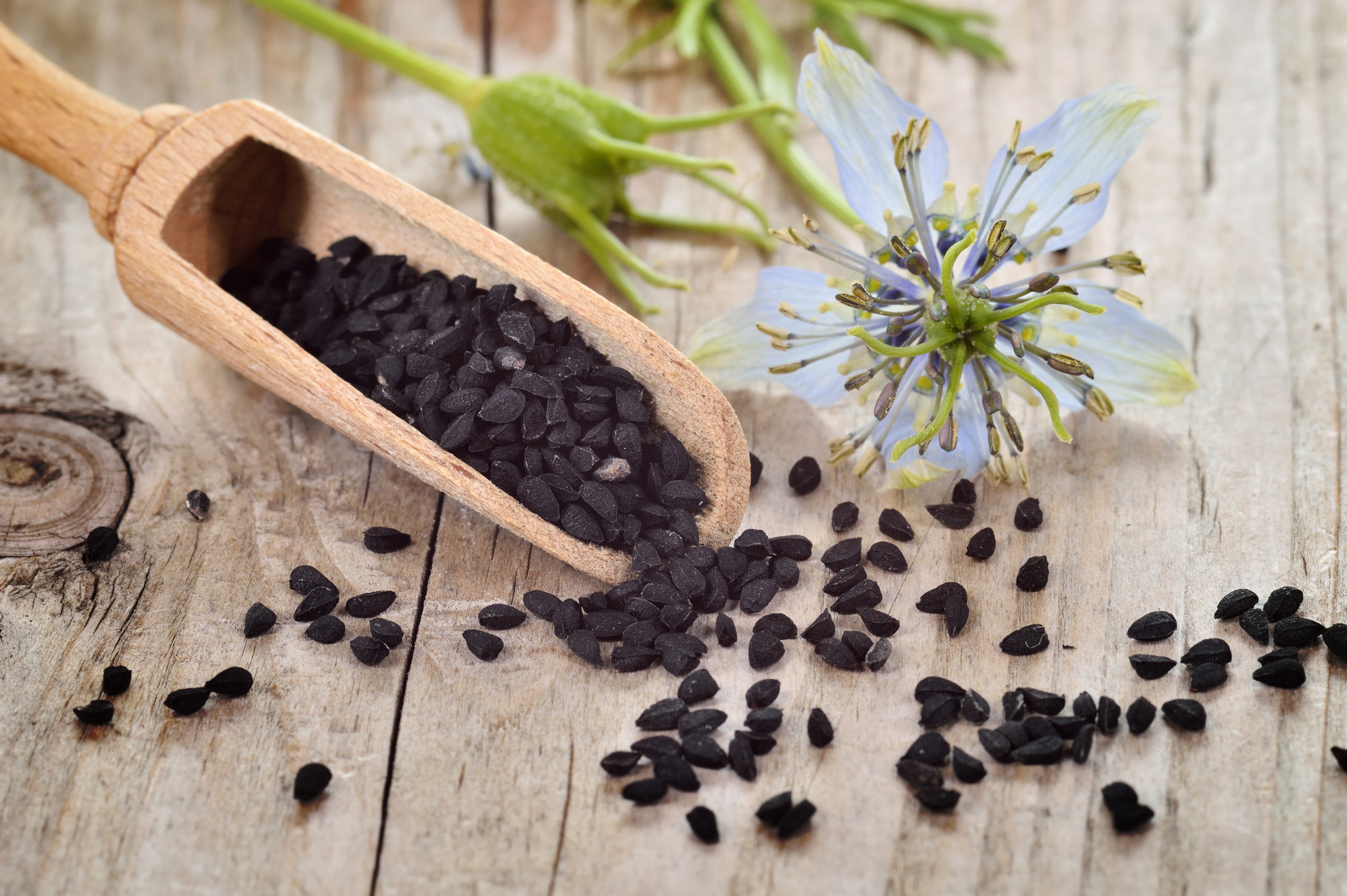 Nigella sativa seeds are used in Indian dishes from curries to dals. They are said to aid digestion, strengthen the immune system and treat respiratory problems. Photo: Shutterstock
