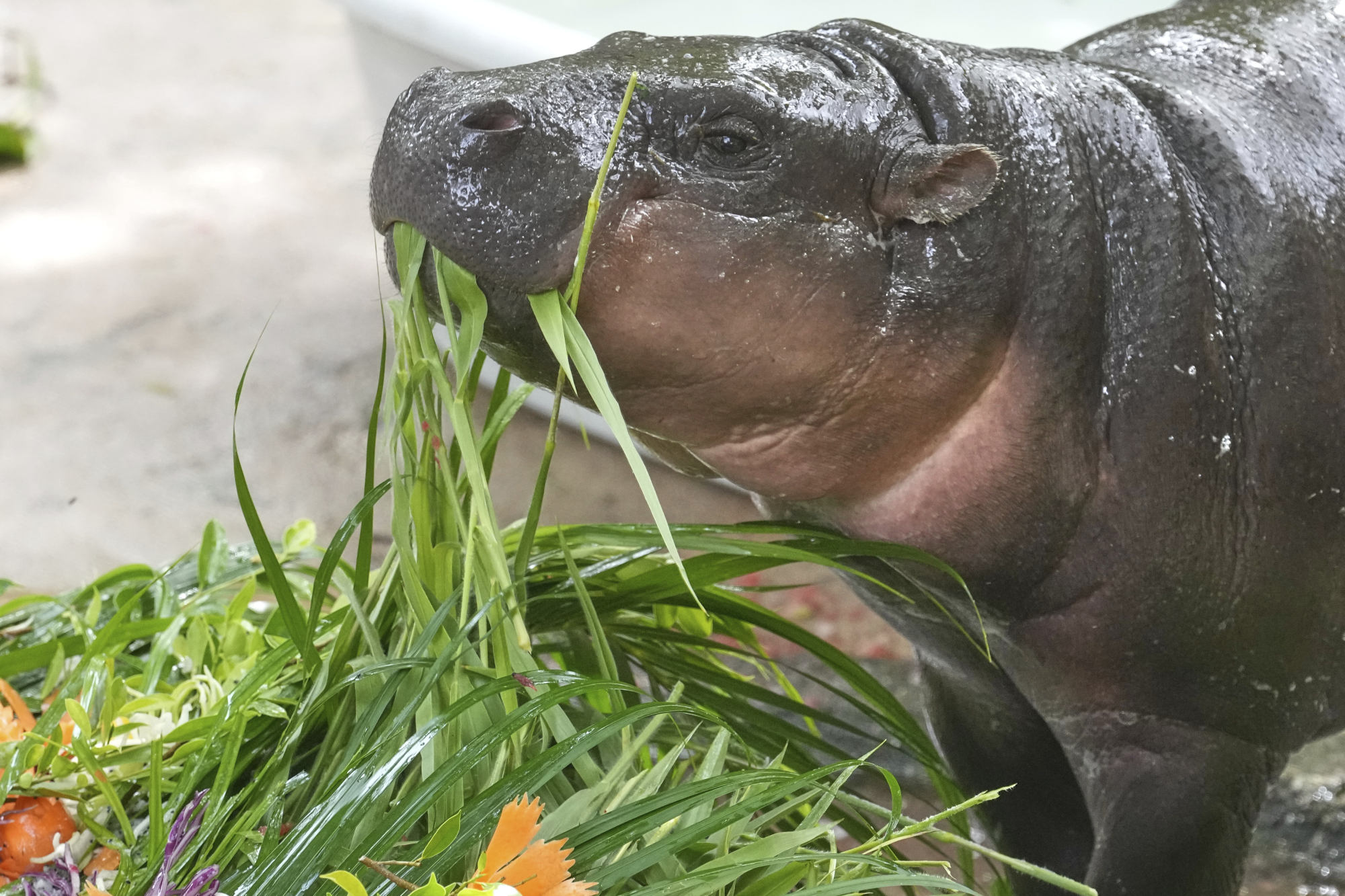 Moo Deng the pygmy hippo has captured the hearts of millions of fans around the world. Photo: AP Moo Deng the pygmy hippo has captured the hearts of millions of fans around the world. Photo: AP