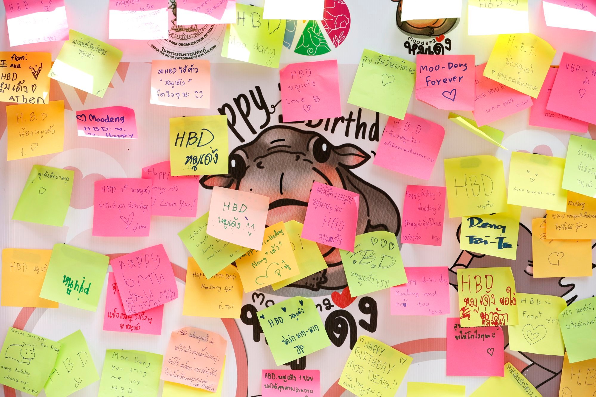 Congratulations flooded in for the much-loved animal as she celebrated her first birthday on July 10. Photo: EPA Congratulations flooded in for the much-loved animal as she celebrated her first birthday on July 10. Photo: EPA