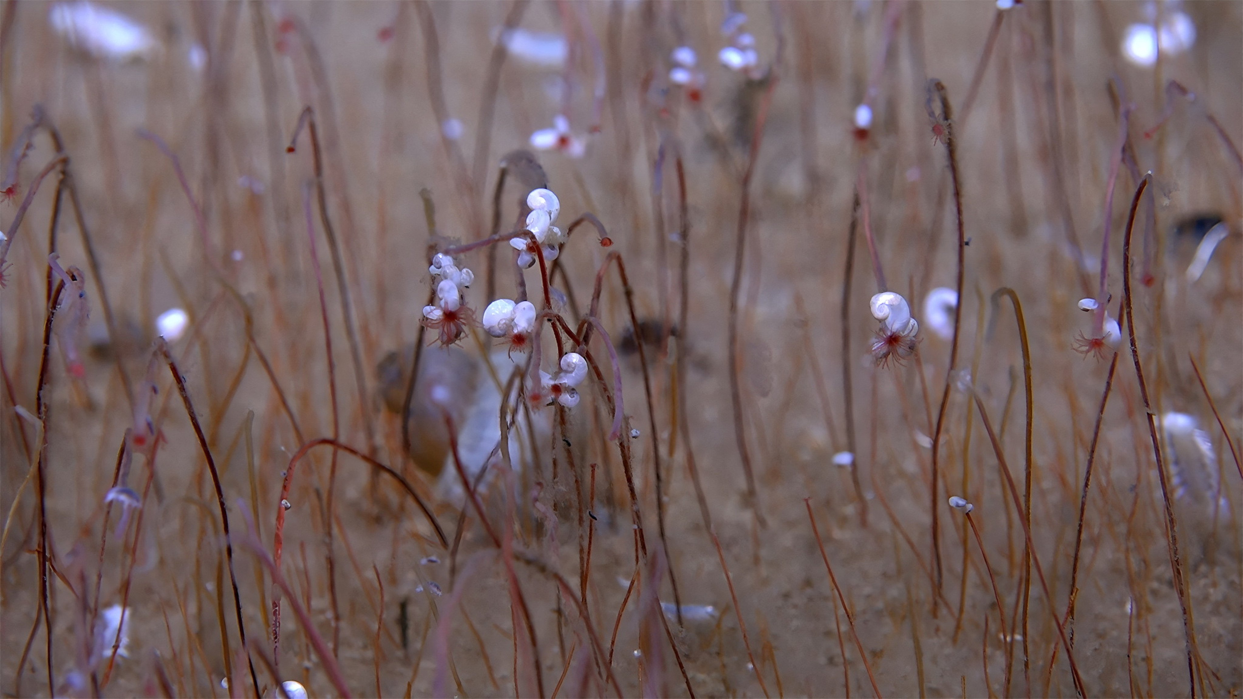 Clusters of tube worms called “frenulate siboglinids”, extending red hemoglobin-filled tentacles, with small mollusks on the tops of the tubes near the tentacles, are seen at a depth of 9,320 meters (30,500 feet) beneath the sea surface. Photo: Institute of Deep-sea Science and Engineering, CAS (IDSSE, CAS)/Handout via Reuters