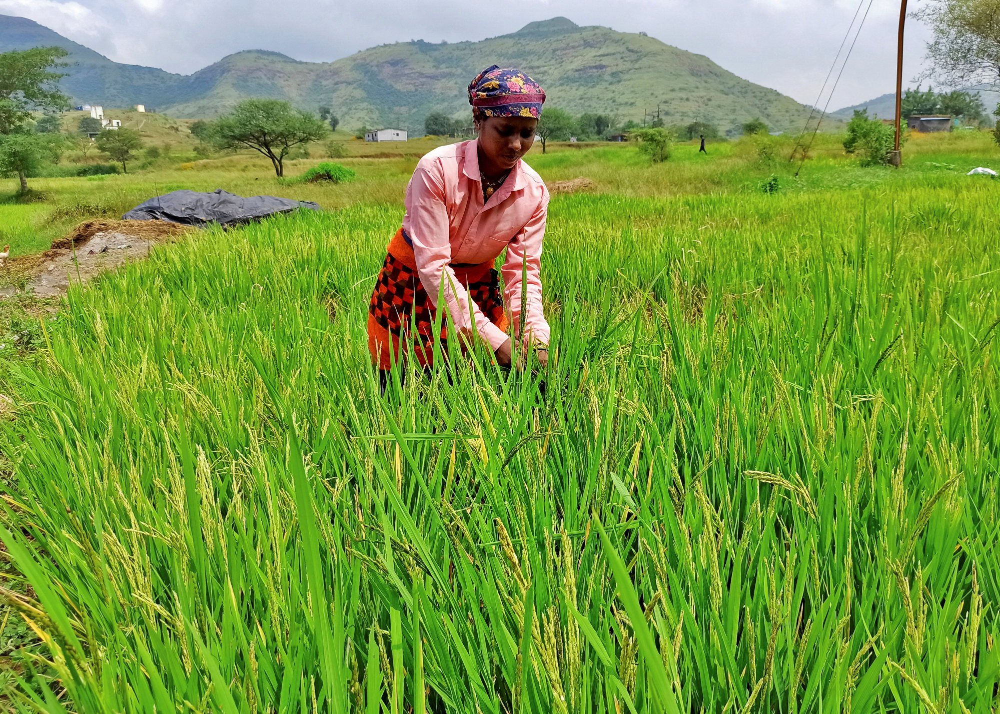 A woman harvests ripened rice in a paddy field in India’s Maharashtra state. China’s appetite for Indian rice, spices and oilseeds is rising. Photo: Reuters A woman harvests ripened rice in a paddy field in India’s Maharashtra state. China’s appetite for Indian rice, spices and oilseeds is rising. Photo: Reuters
