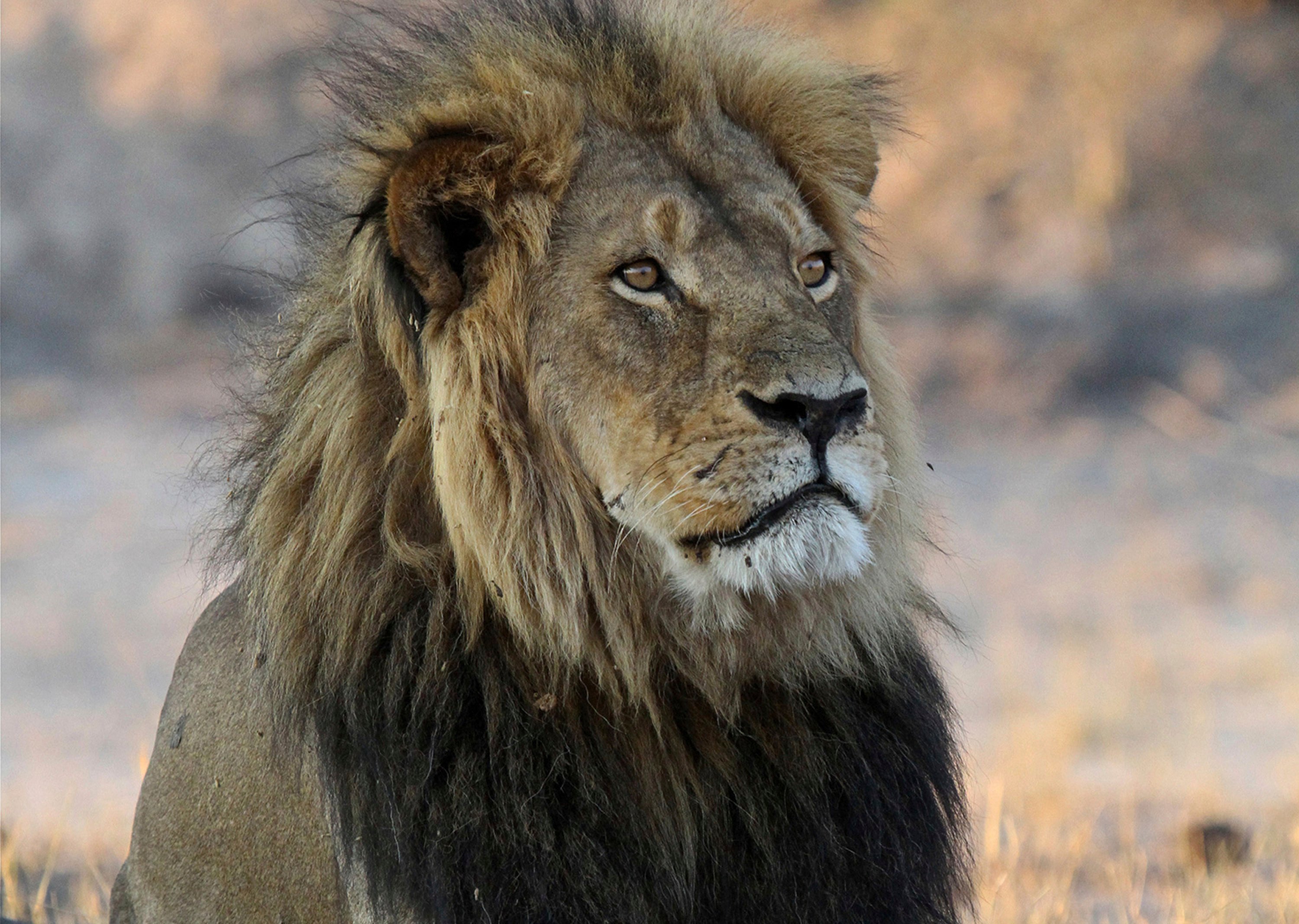Cecil the lion’s killing in 2015 unleashed furious anger against Walter Palmer, a Minnesota dentist and trophy hunter. File photo: TNS