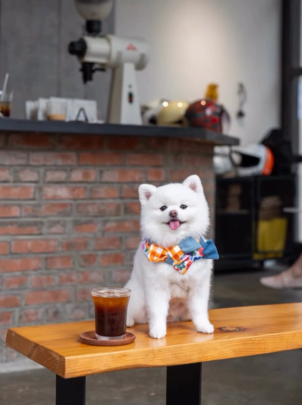Twist on Coffee is the newest pet-friendly spot in Hong Kong. It is currently doing its soft-opening from Tuesdays to Sundays.