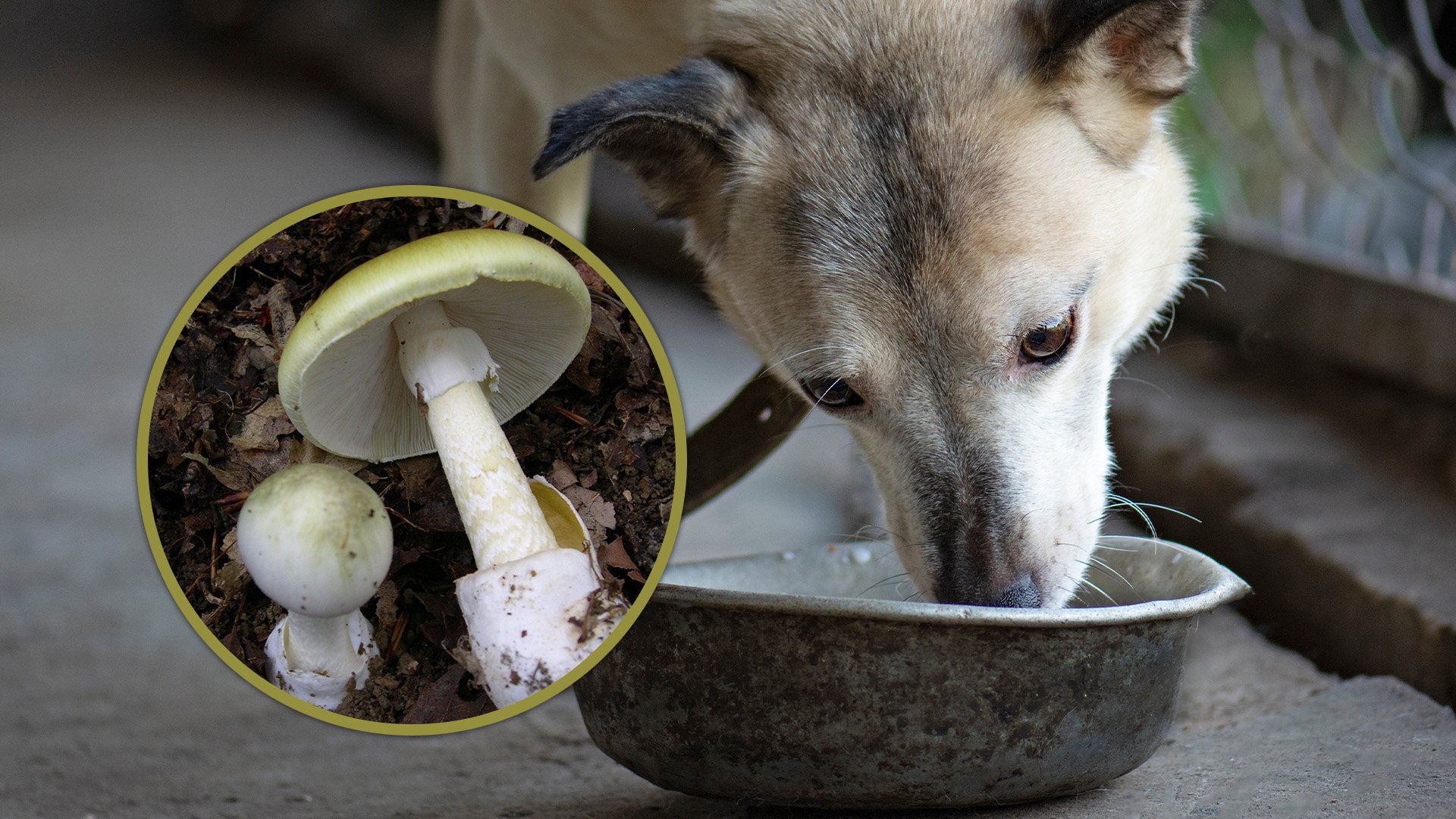 A Chinese father poisoned his family after feeding them wild mushrooms he had tested for safety on their pet dog. Photo: SCMP composite/Shutterstock/Wikipedia