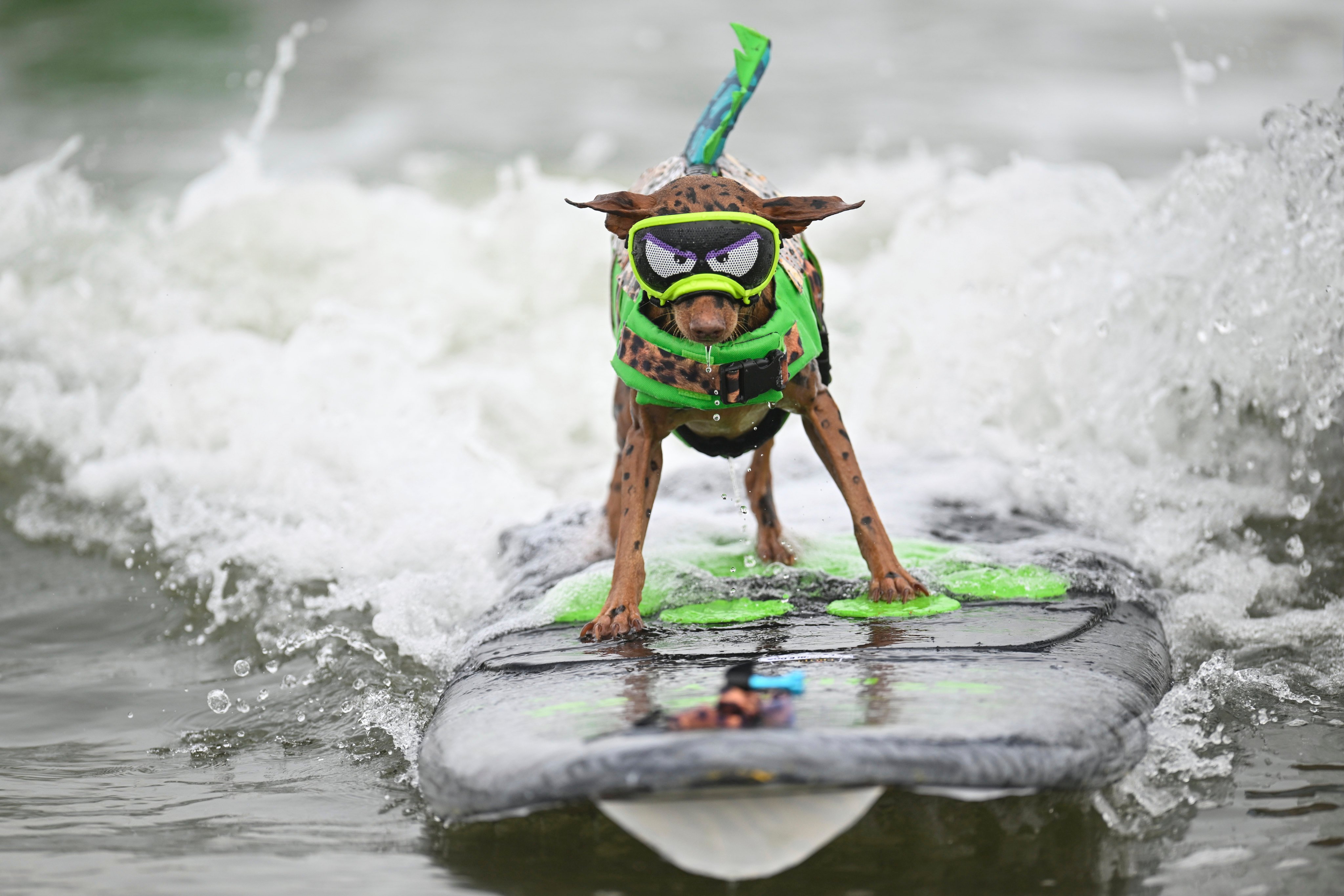 Canine surfers to ride waves in world championship | South China