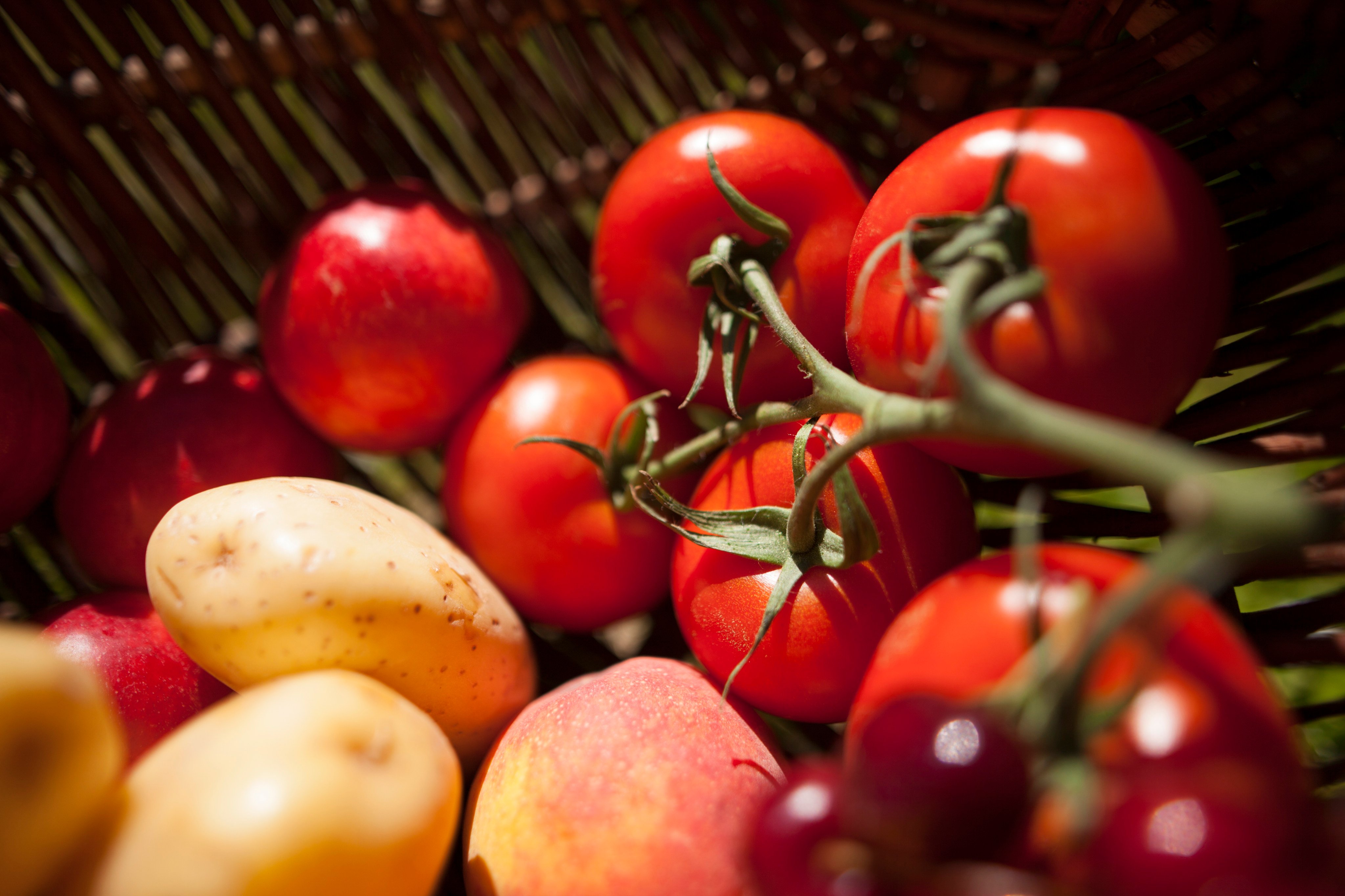 A Chinese-led research team has uncovered an ancient link that makes a forerunner of the tomato a genetic parent of the potato. Photo: Getty Images