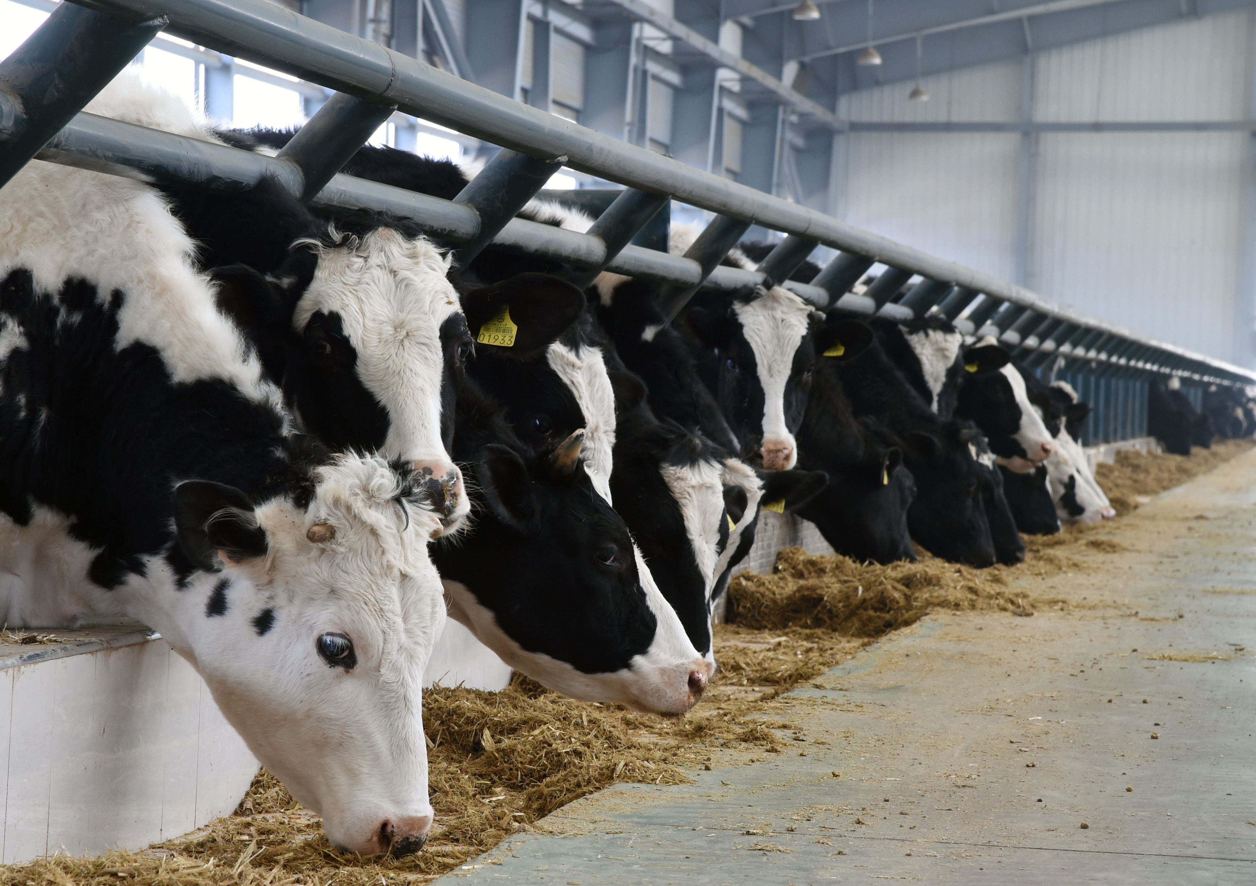 China will implement a quality-grading system for locally produced beef to promote consumption of high-quality versions of the meat. Photo: Xinhua
