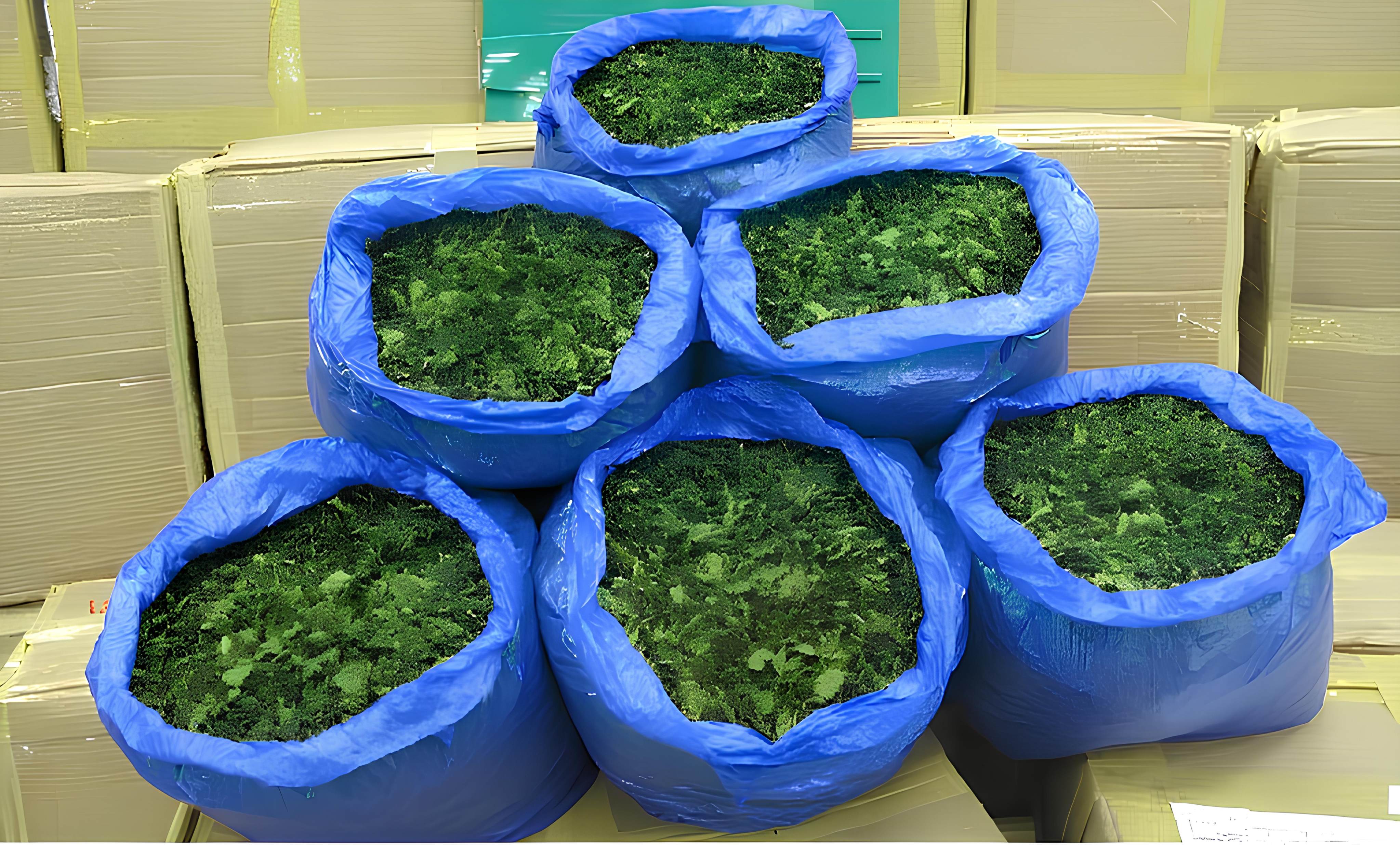 Customs has about six tonnes of Khat, a stimulant when chewed, to destroy. Photo: Handout