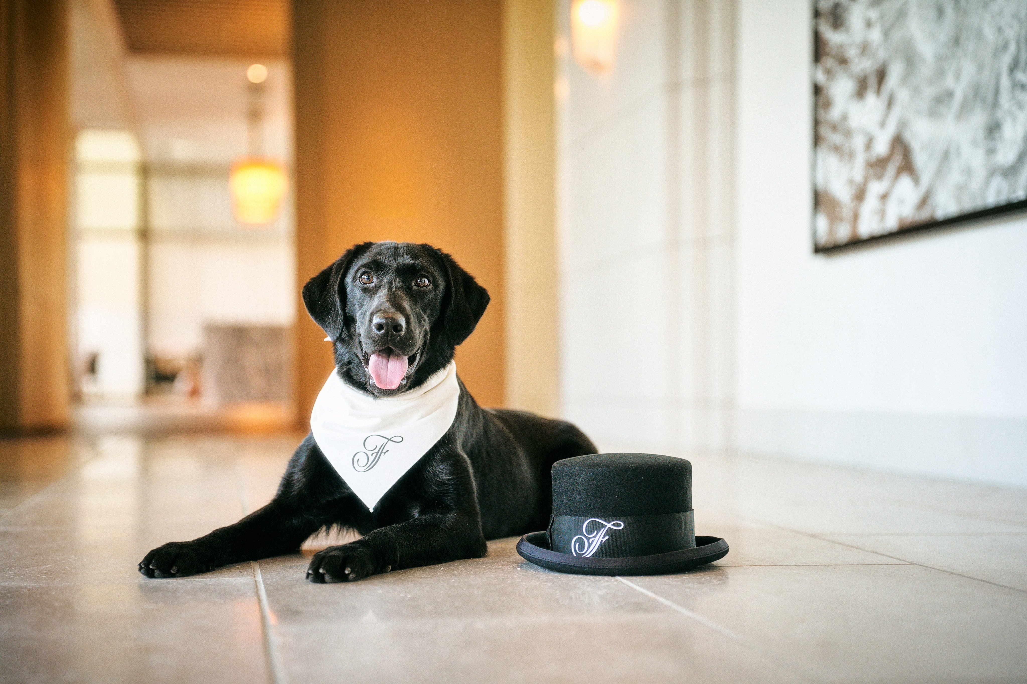 Pets are allowed at Fairmont Tokyo, and the hotel’s Chief Happiness Officer also just happens to be a dog. Photos: Handout
