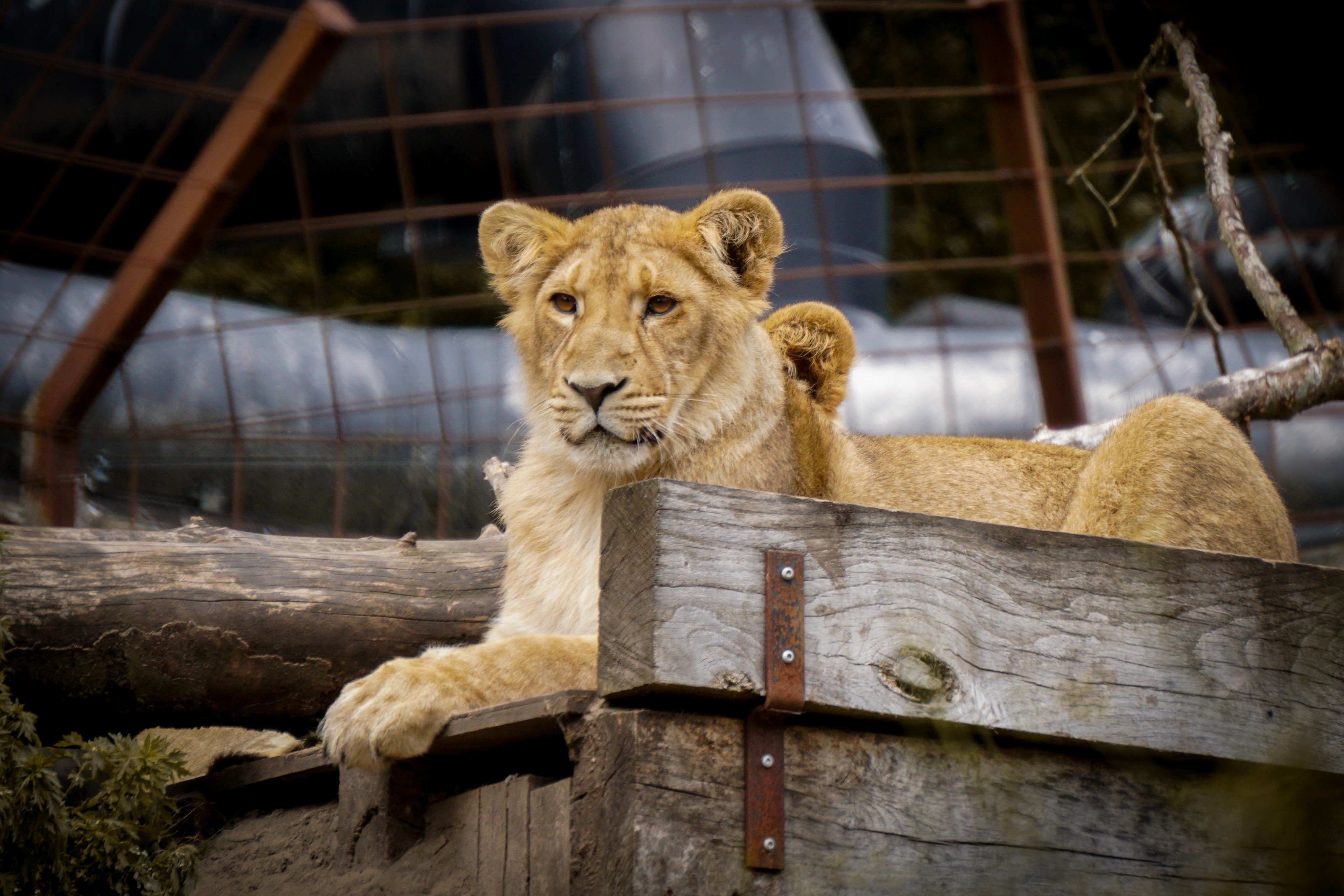 A lion at Aalborg Zoo, Denmark. Photo: Shutterstock