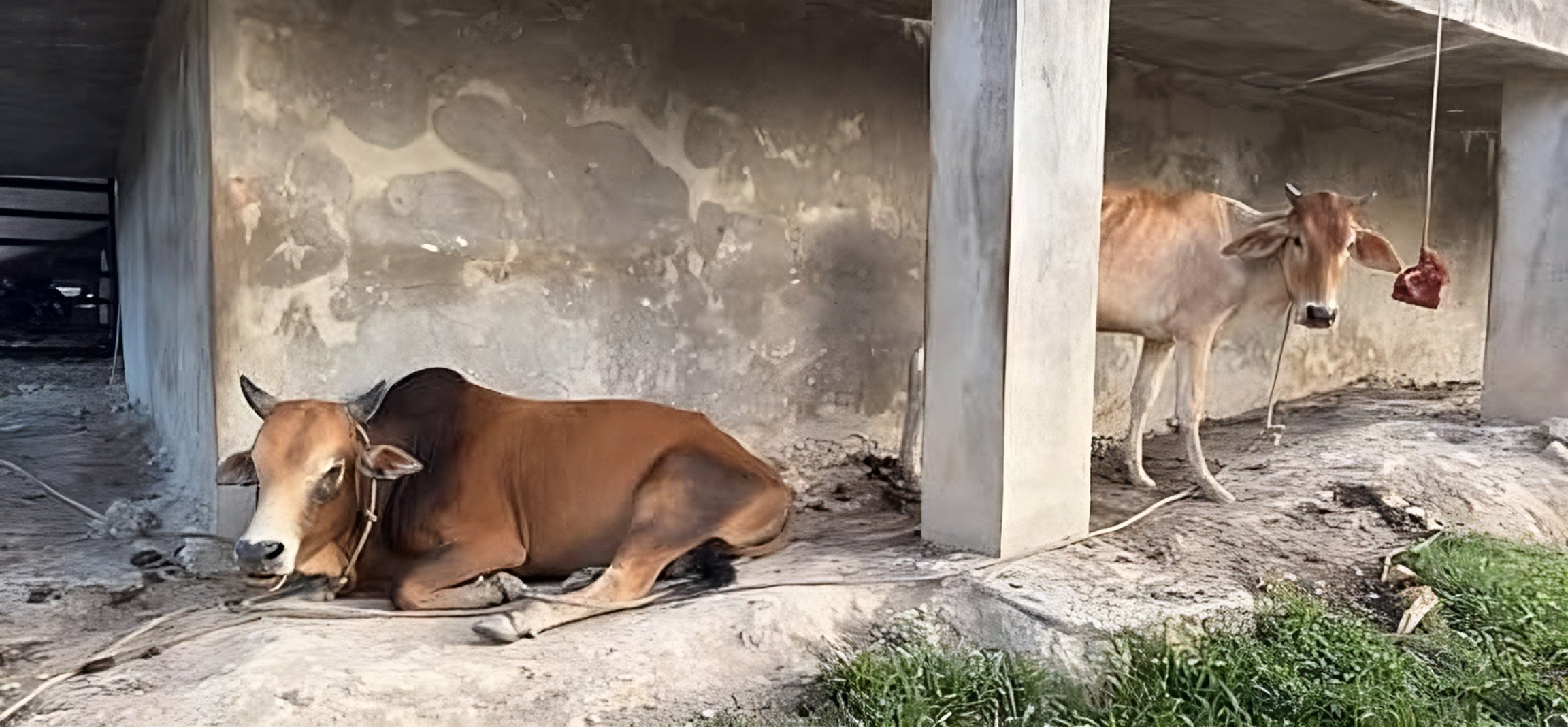 A photo of cows that Muhammad Salman Al Farisi shared on Facebook to illustrate his post. His comments about women were immediately condemned as “demeaning” and “outdated”. Photo: Facebook/Salman Al Farisi Muhammad