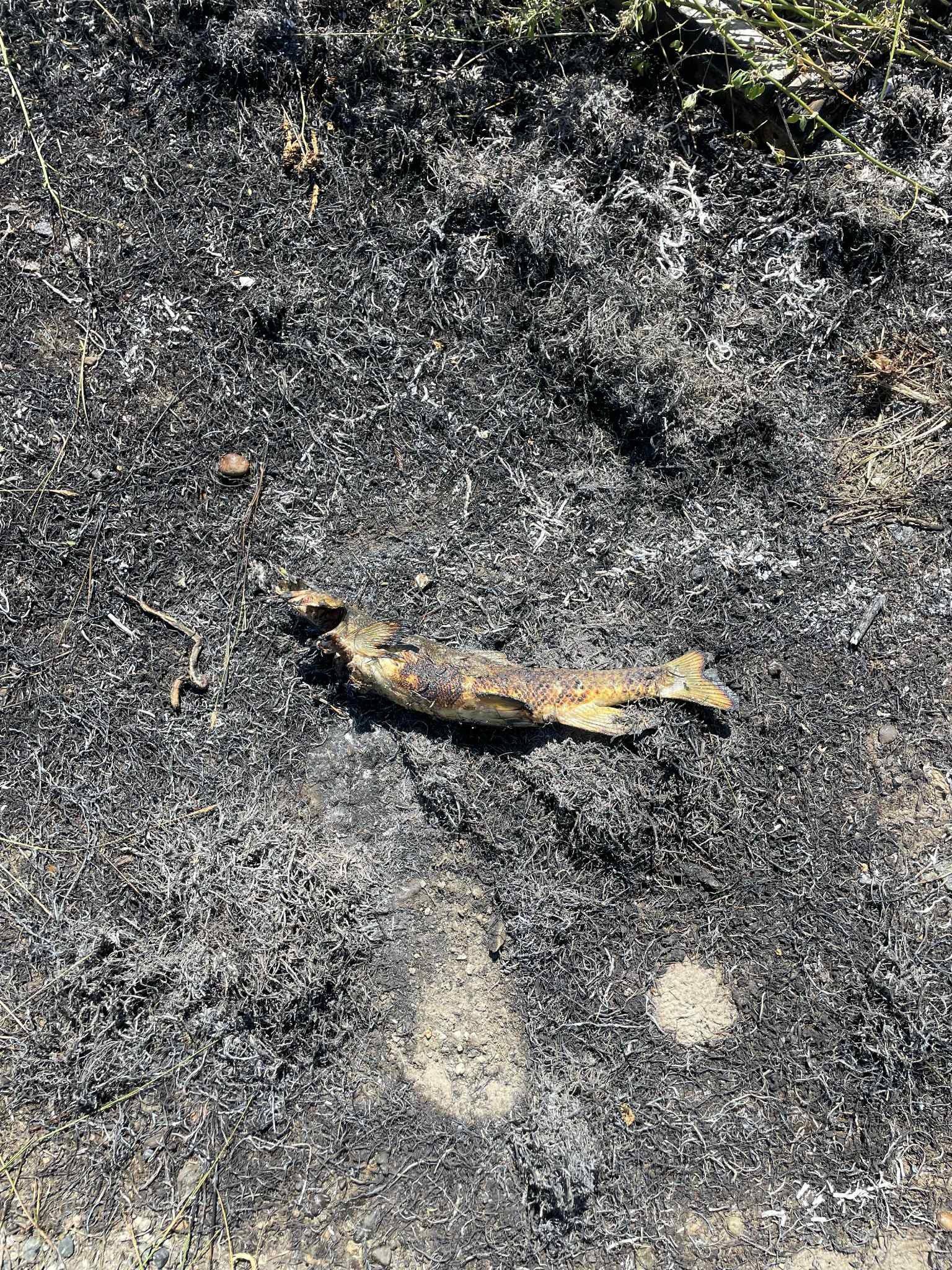 This charred fish was found in an area off the east side of Highway 1 near Ashcroft, British Columbia, in July. Photo: Ashcroft Fire Rescue via AFP