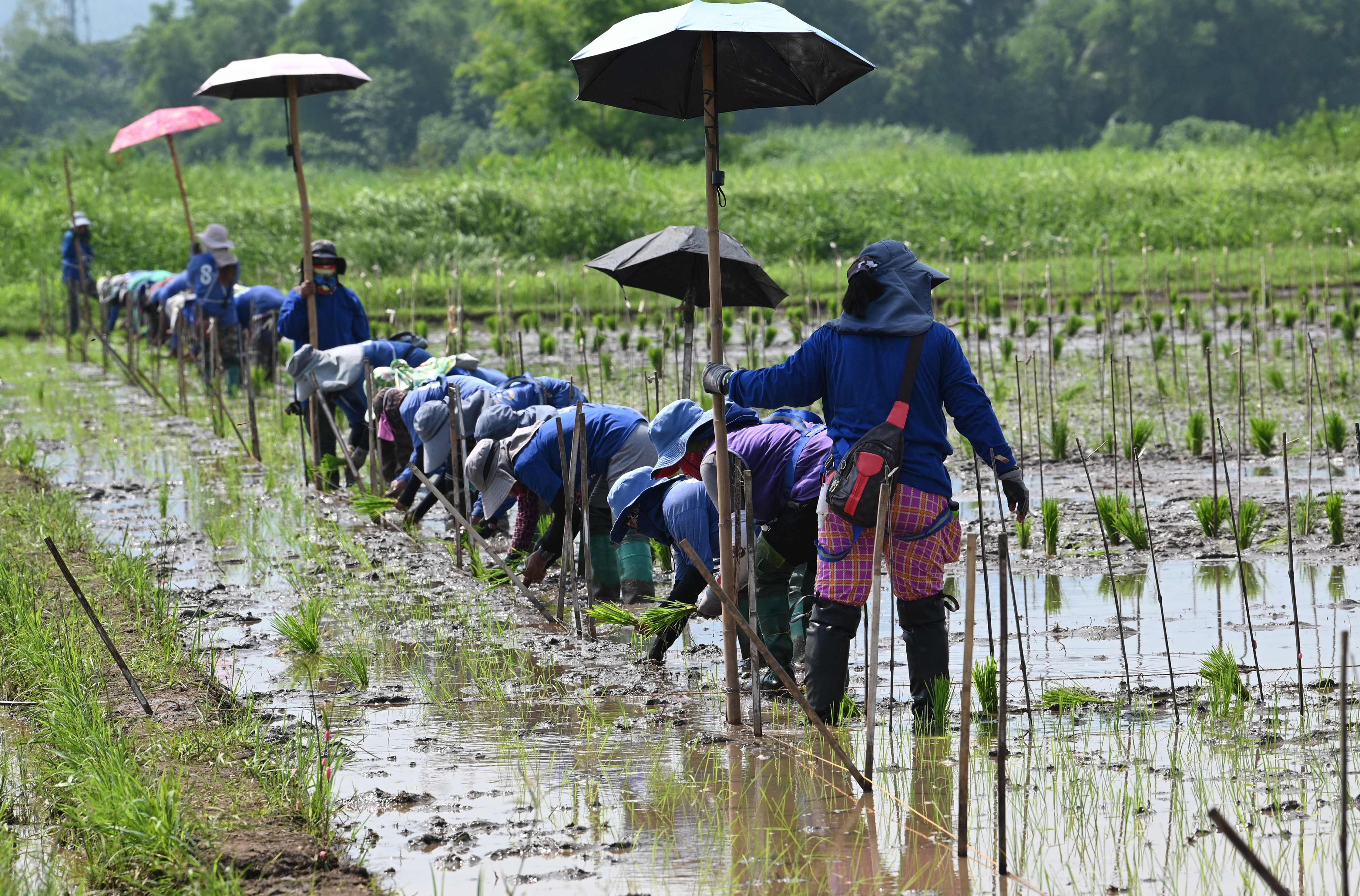 Workers plant rice in Los Banos town, Laguna province, Philippines. Photo; AFP