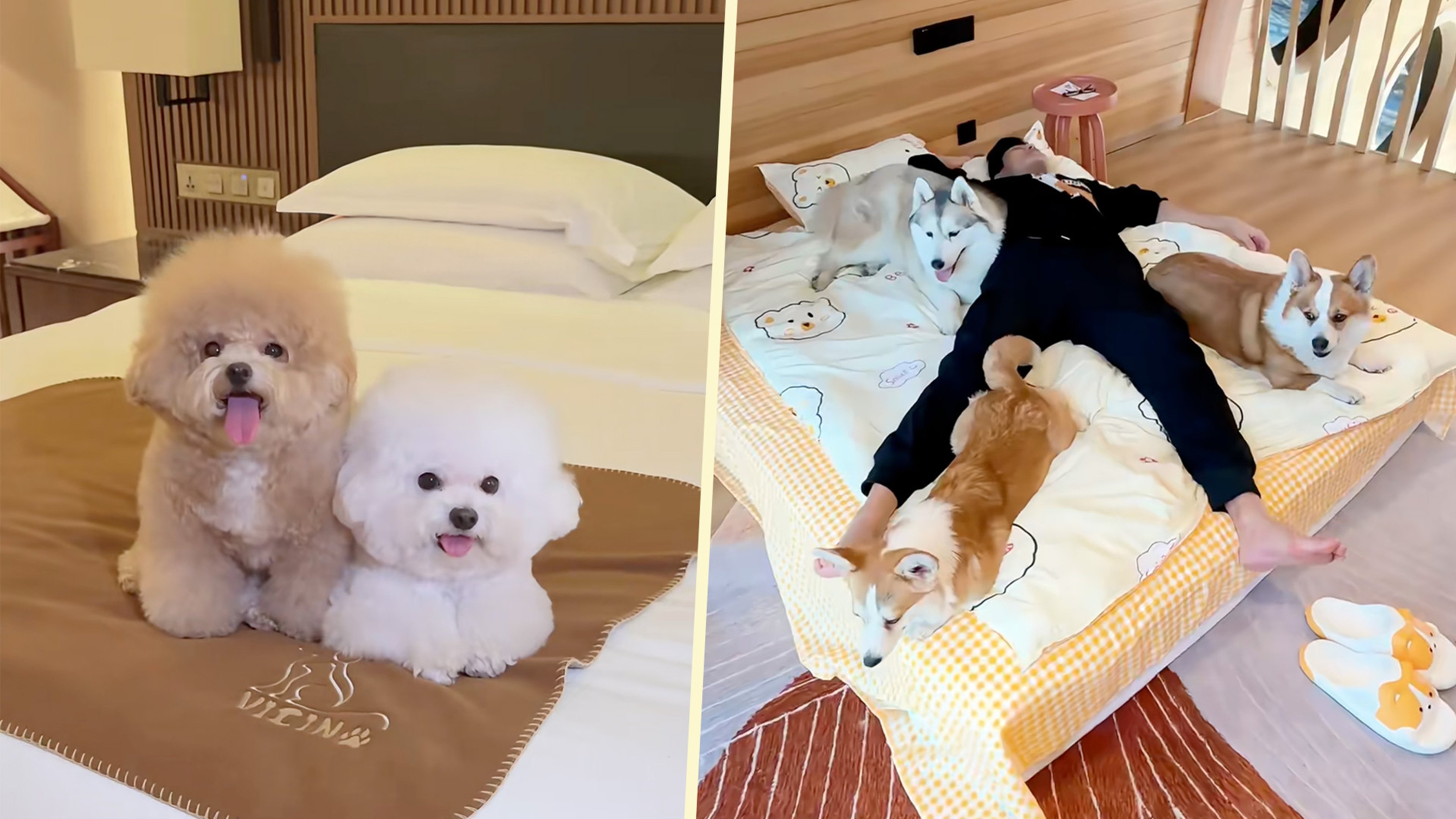 A hotel in China is offering a unique service to guests in which they can “employ” a dog to accompany them during their stay. Photo: SCMP composite/RedNote