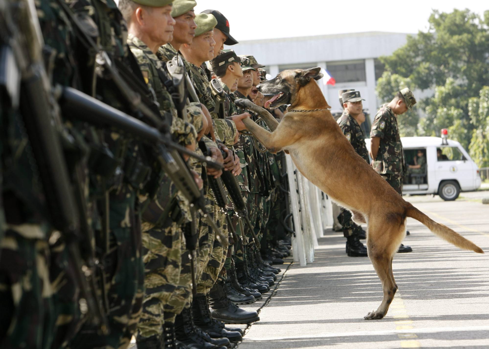 A sniffer dog plays with a soldier at Manila military headquarters during a show of force ahead of the verdict on ousted president Joseph Estrada on September 11, 2007. Photo: Reuters A sniffer dog plays with a soldier at Manila military headquarters during a show of force ahead of the verdict on ousted president Joseph Estrada on September 11, 2007. Photo: Reuters