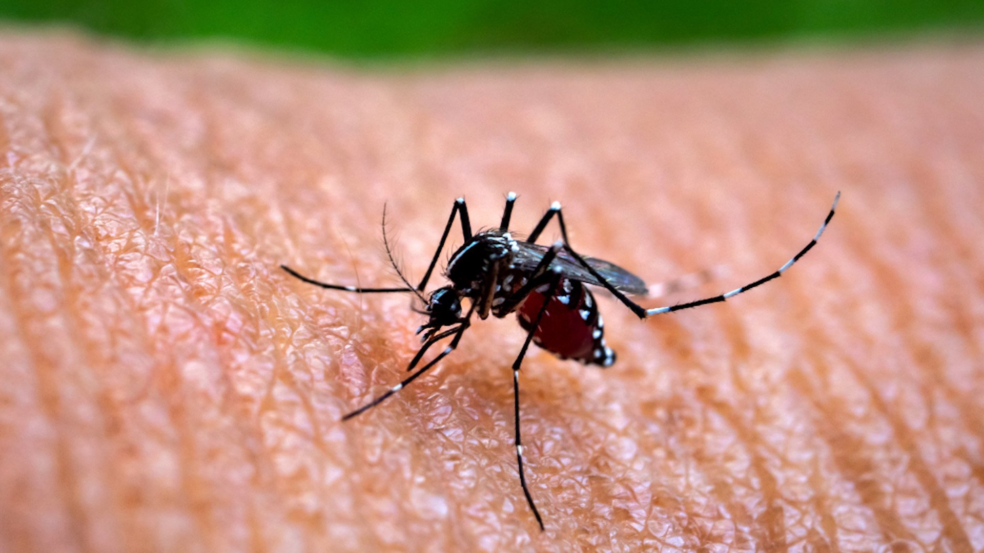 chikungunya