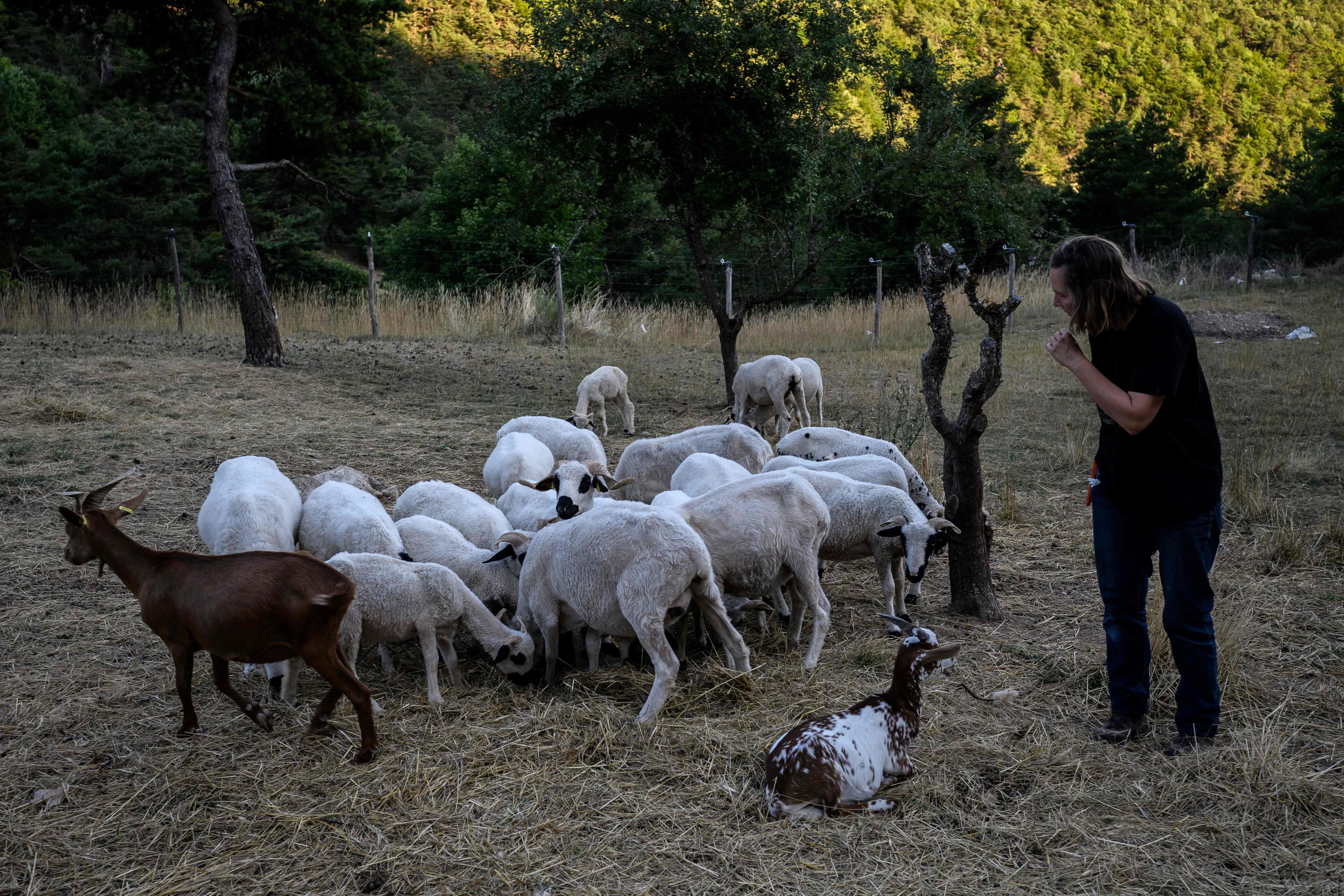 Volunteers from Pastoraloup watch over a flock of sheep in the hills above Villebois-les-Pins in central France, on July 31. Pastoraloup is a programme that supports farmers and shepherds in wolf-infested areas by providing volunteers to watch over flocks day and night. Photo: AFP