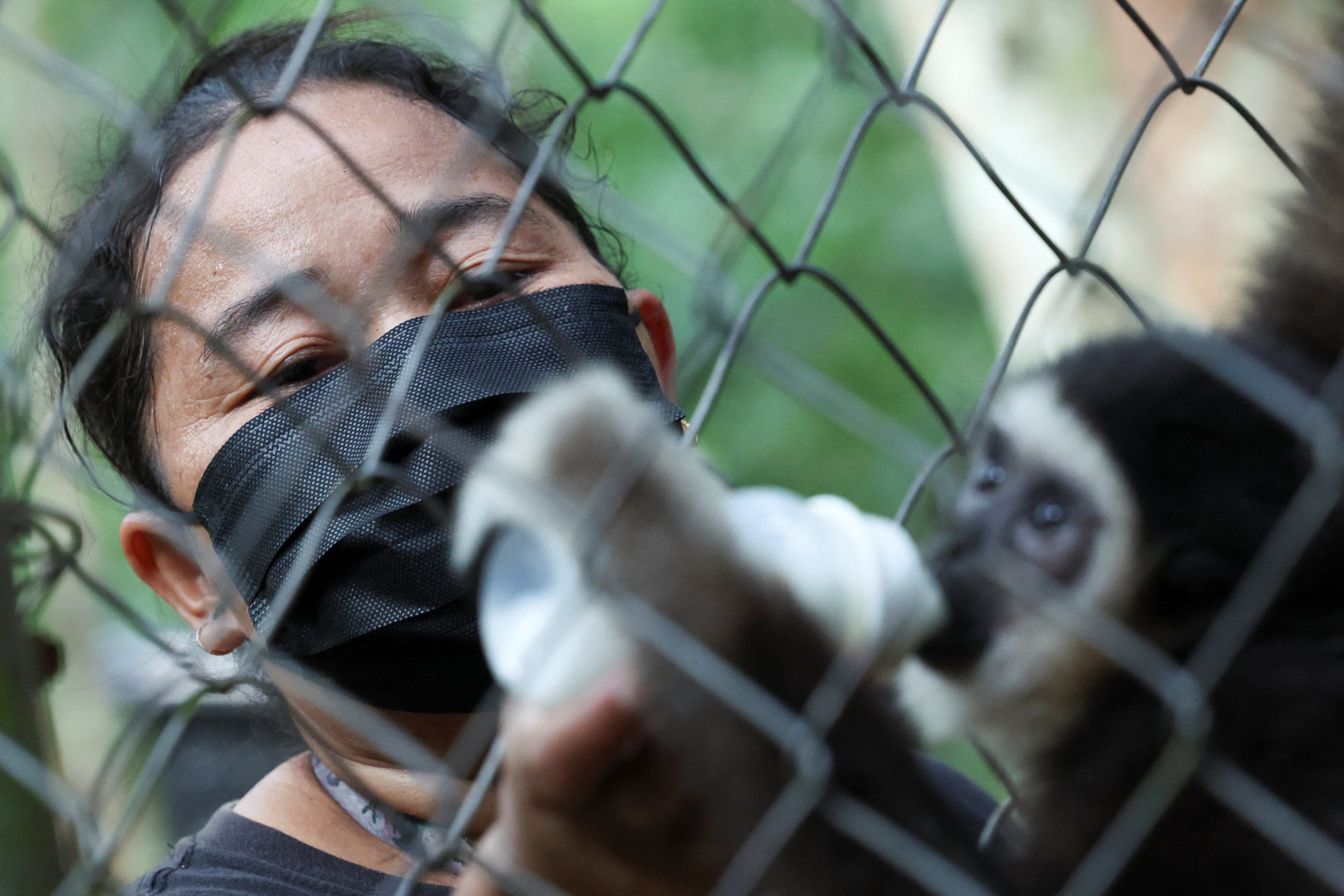 Sunnyda Yok Nun, a member of an all-female team of Indigenous wildlife rangers  feeds milk to Enku, a two-year-old pet gibbon surrendered by its owner to the Gibbon Rehabilitation Centre in Raub, Malaysia, on July 23. Photo: Reuters