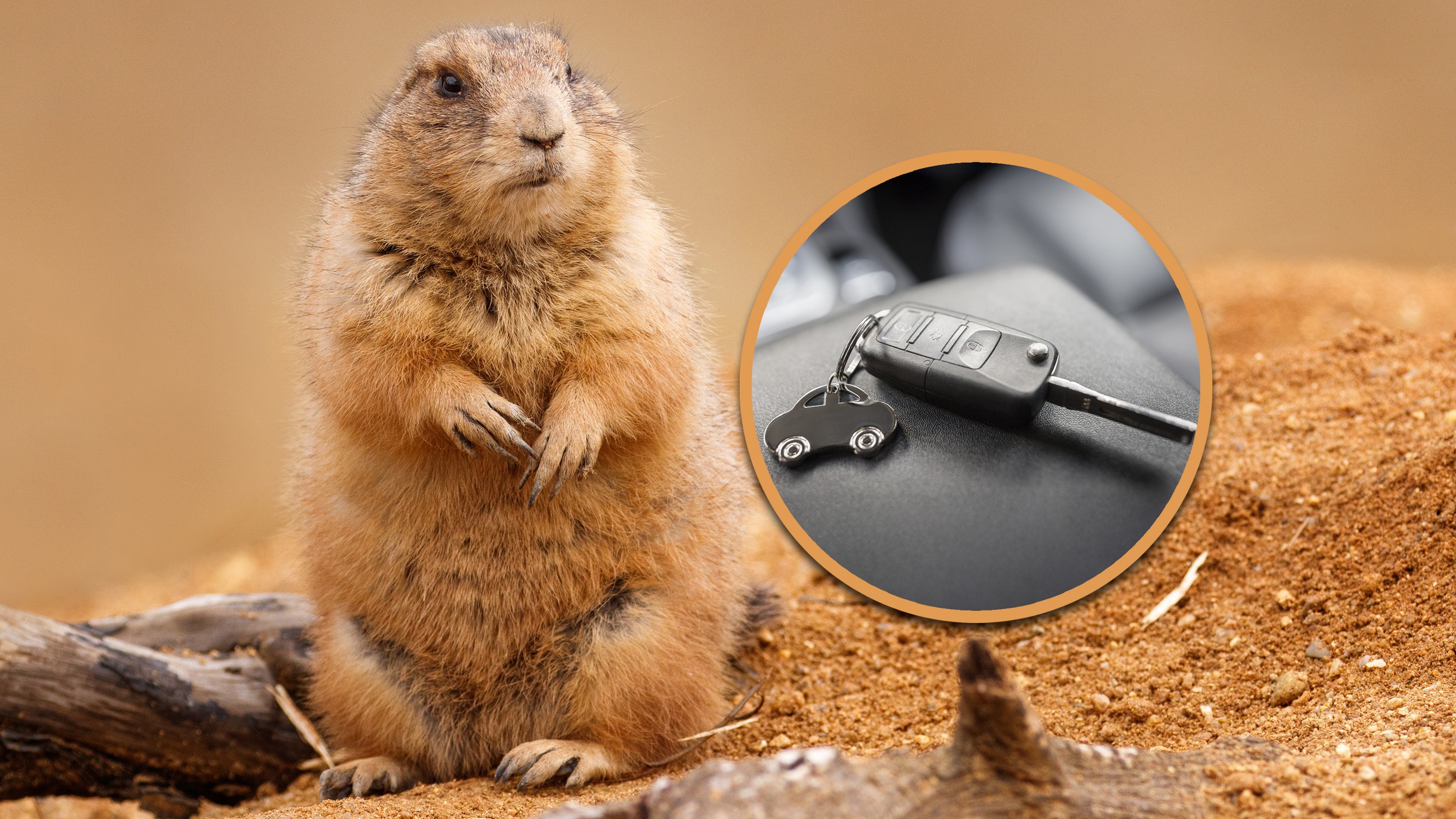 In a quirky incident, a groundhog in China stole a tourist’s car keys and hid them in a burrow, prompting villagers to dig them out. Photo: SCMP composite/Shutterstock