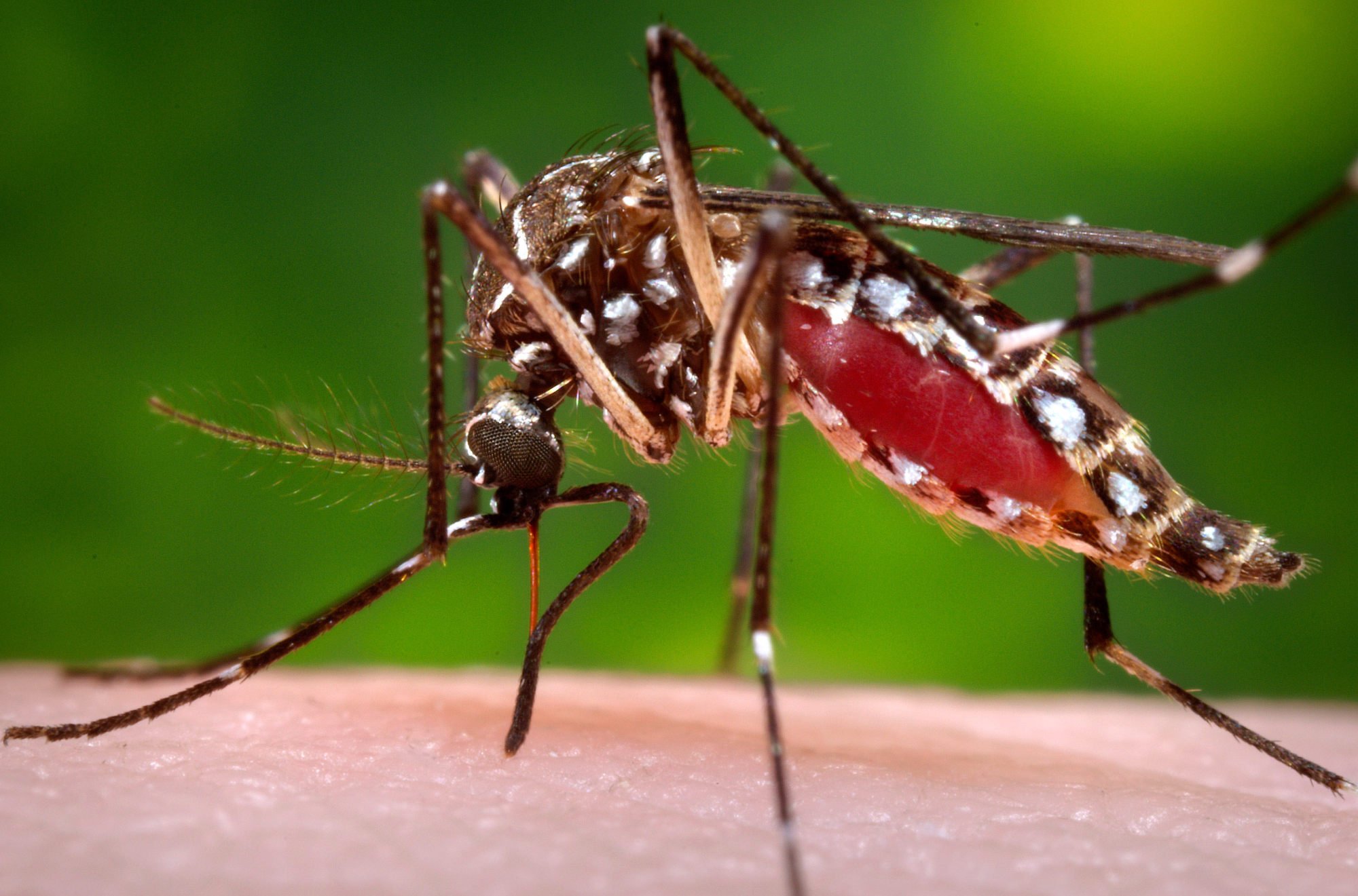 Chikungunya fever is a viral disease transmitted by the Aedes mosquito. Photo: AP