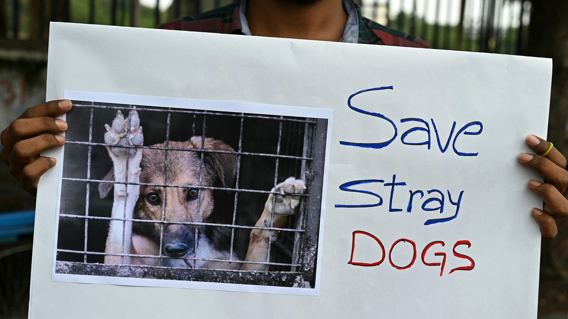india’s stray dogs