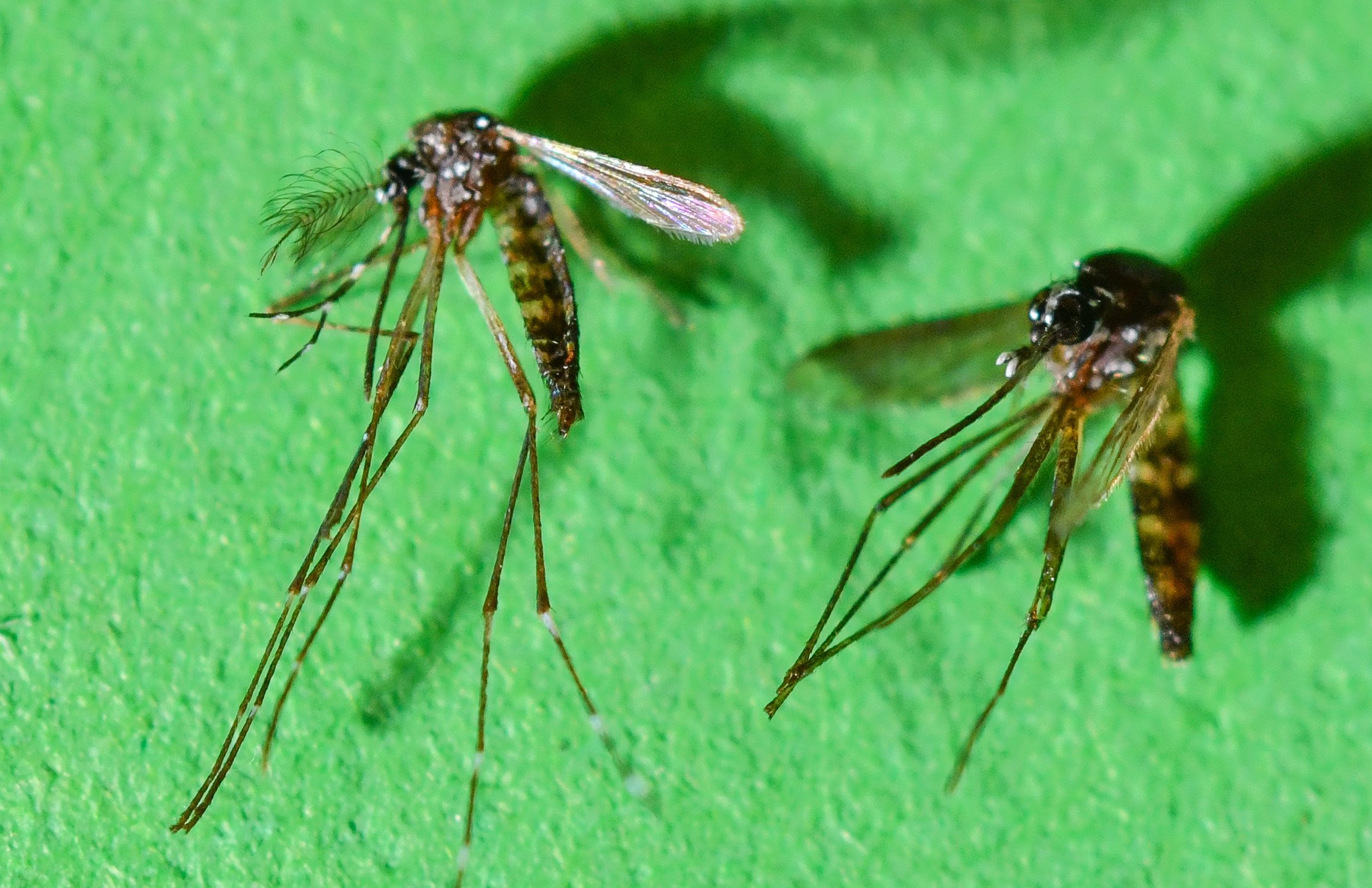 Chikungunya is a virus spread by mosquito bites. Photo: dpa