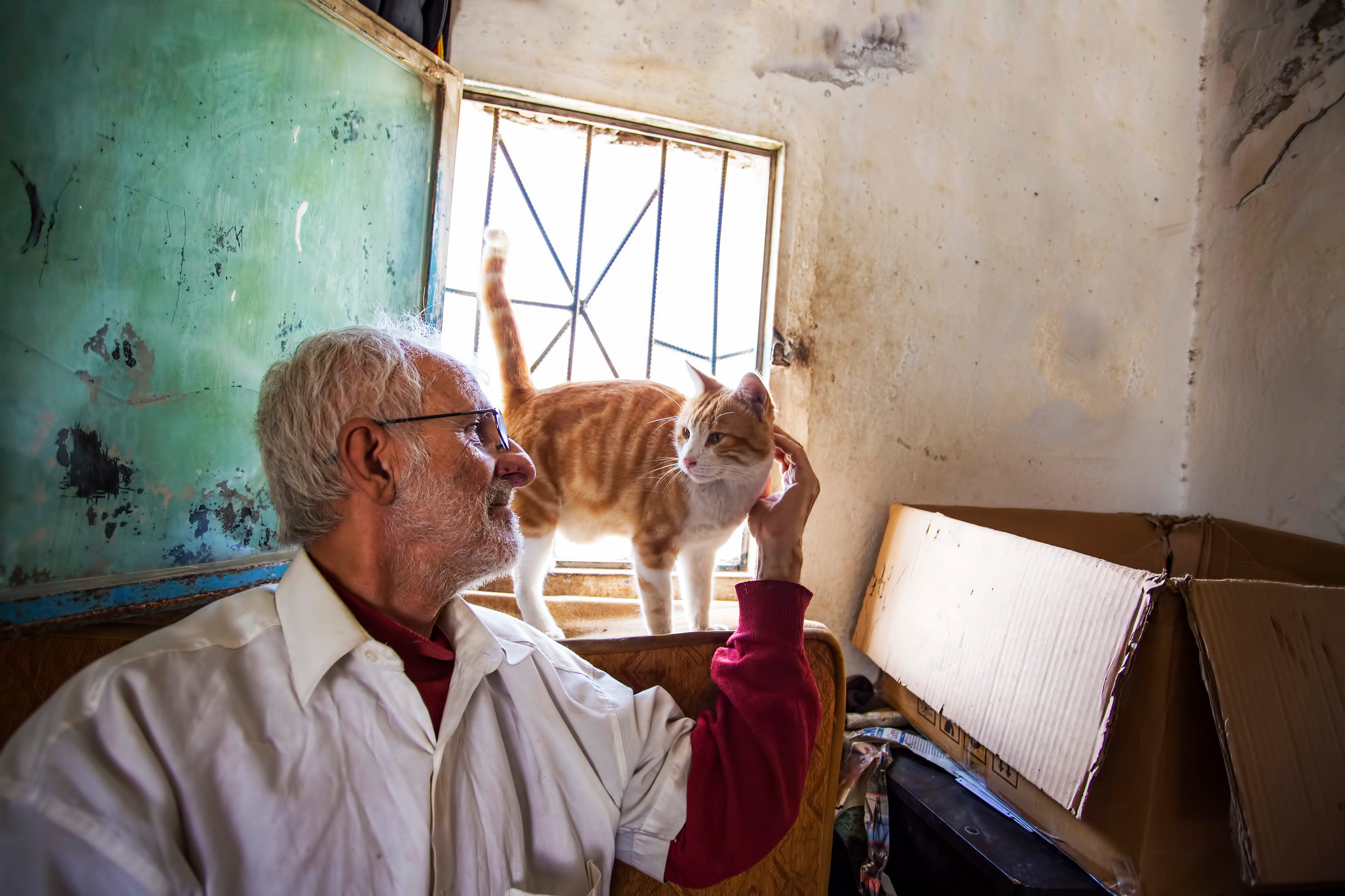 Understanding cats with dementia may help develop treatments for people with Alzheimer’s disease, researchers say. Photo: Shutterstock