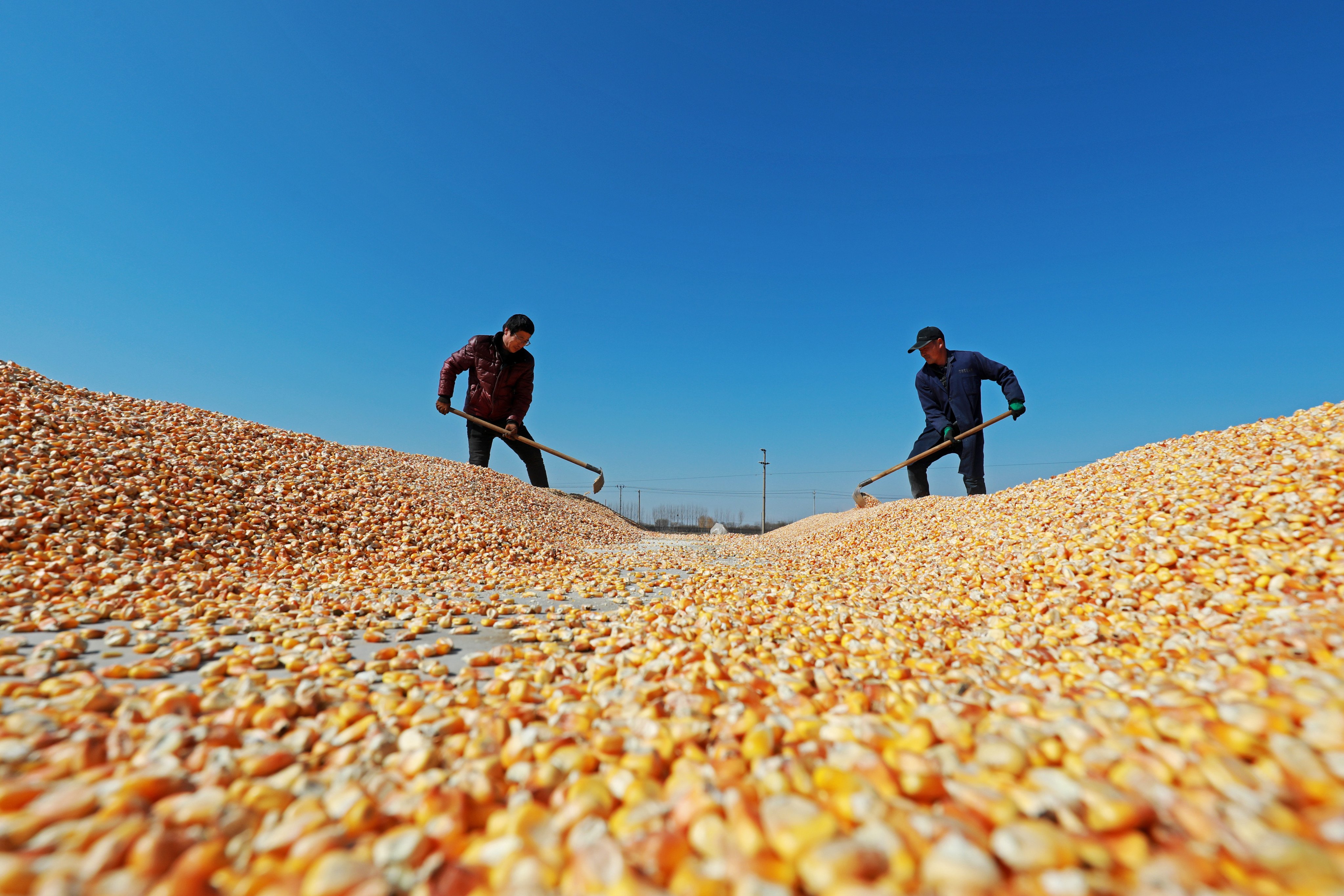 Farmers dry corn in China. Singapore imports much of its food and Malaysia’s self-sufficiency is declining in staples like rice, wheat and corn. Photo: Shutterstock