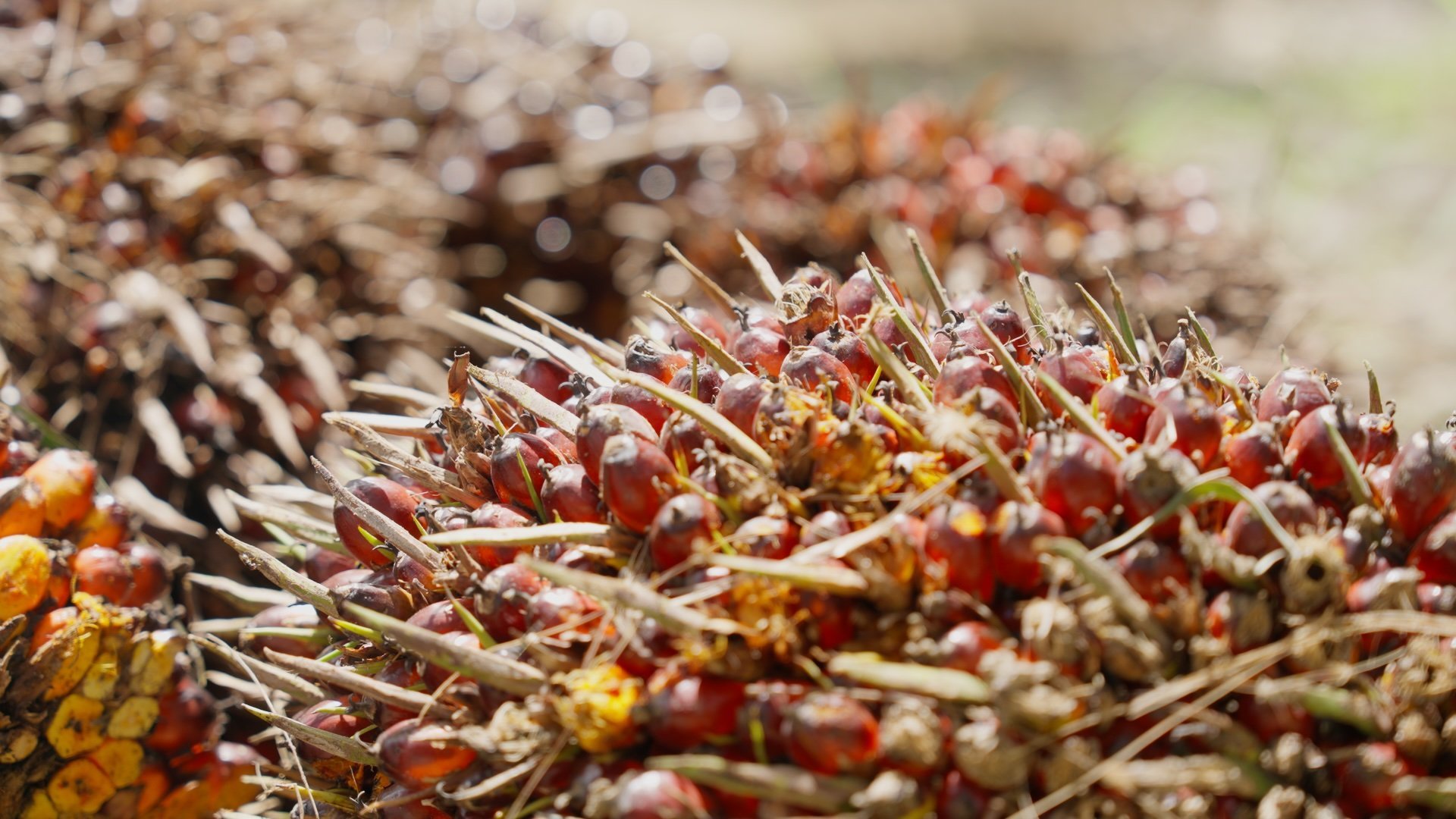 As ripe oil palm fruits are harvested, the highest-quality bunches are selected to be sent to the mill for processing.