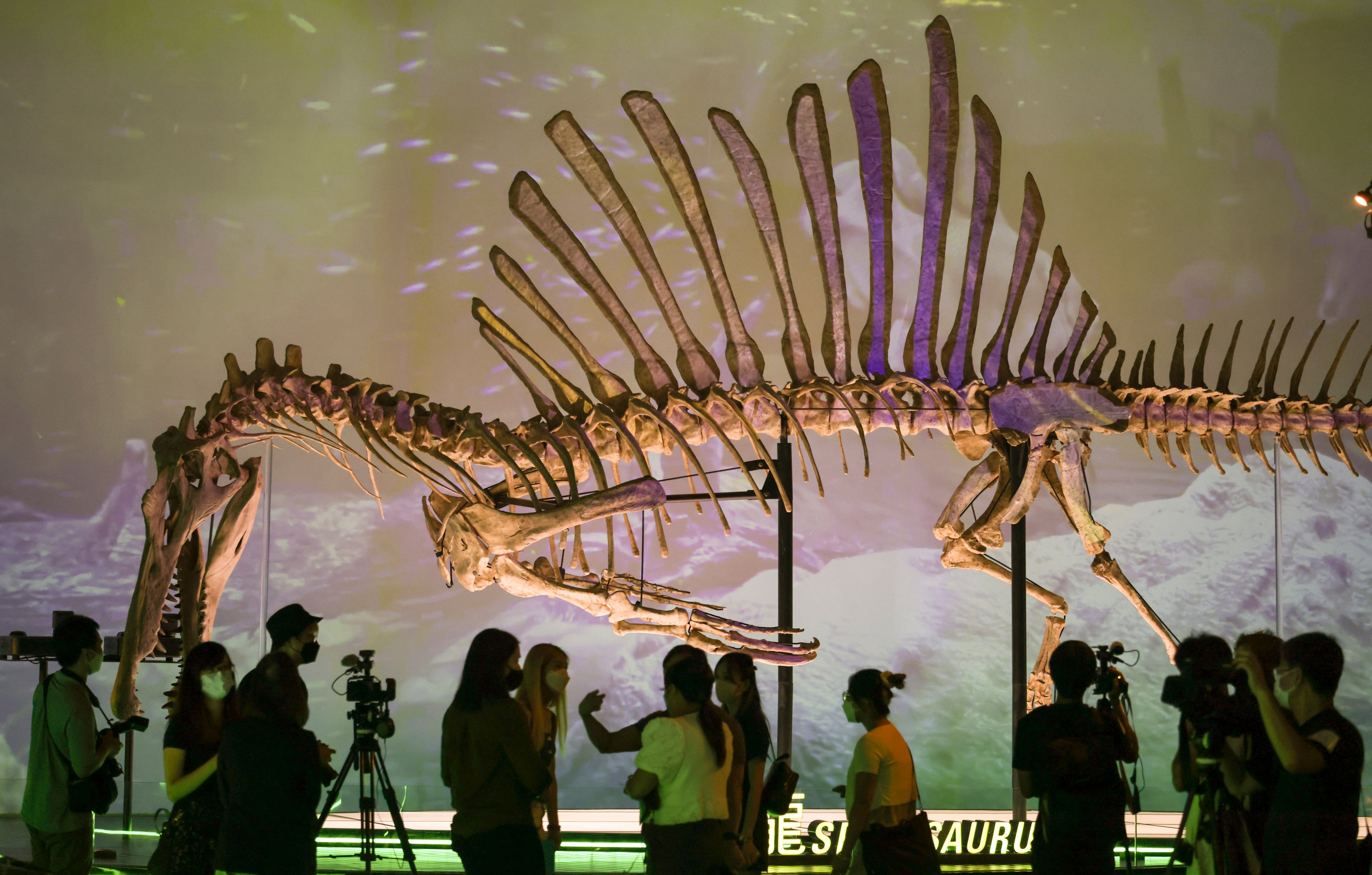 A replica of the Spinosaurus, potentially the largest meat-eating dinosaur, at the Hong Kong Science Museum. Photo: Nora Tam