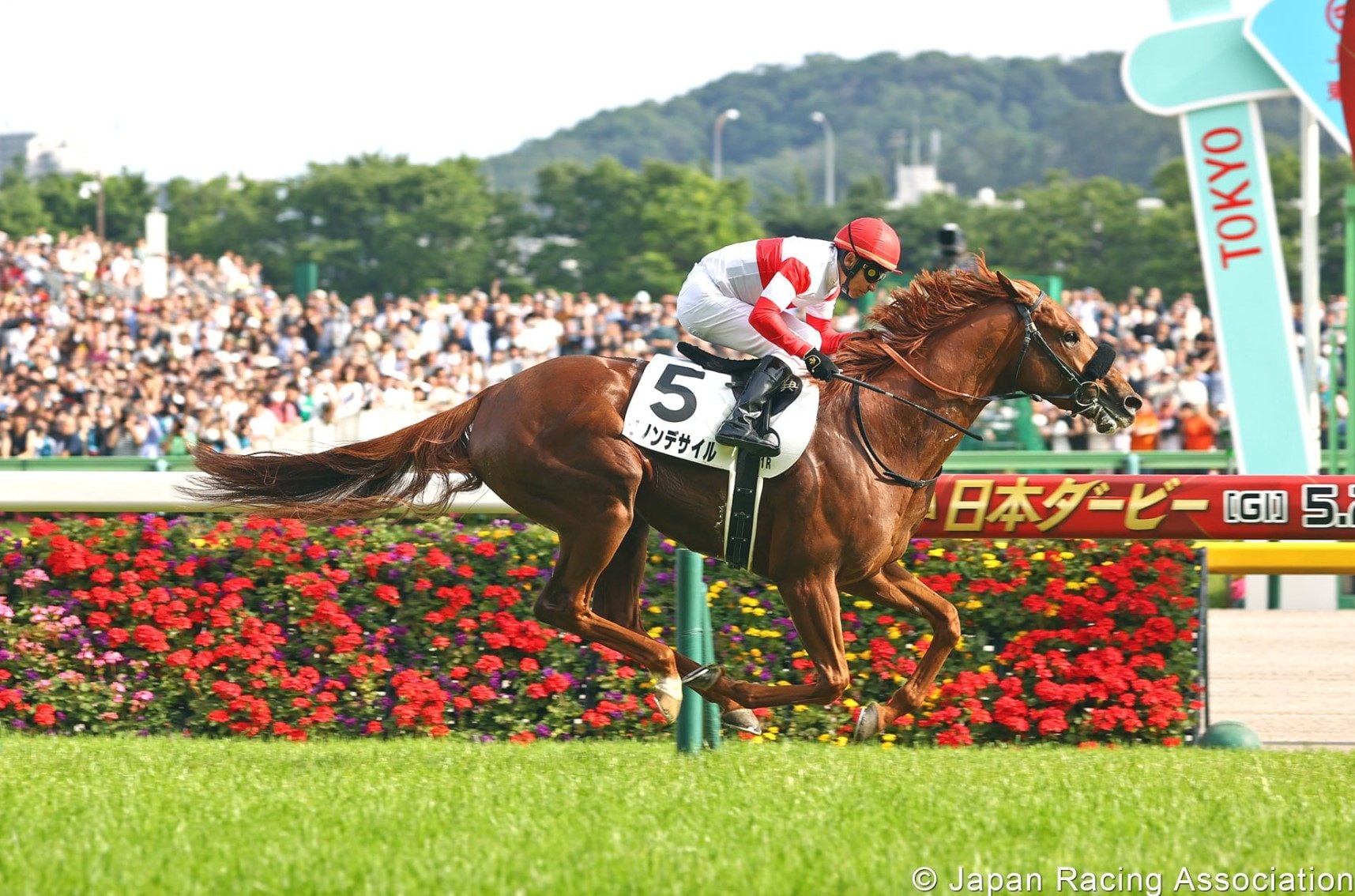 Danon Decile wins the Japanese Derby. Photo: Japan Racing Association