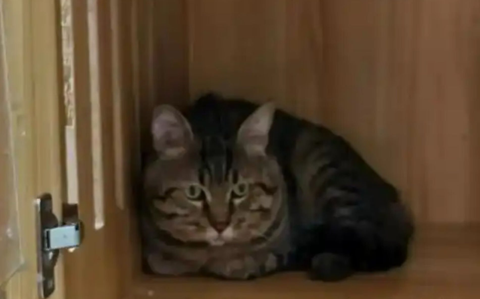 The three-year-old cat, which is understood to be called “Coal Ball”, is a Chinese Li Hua. Photo: Sohu