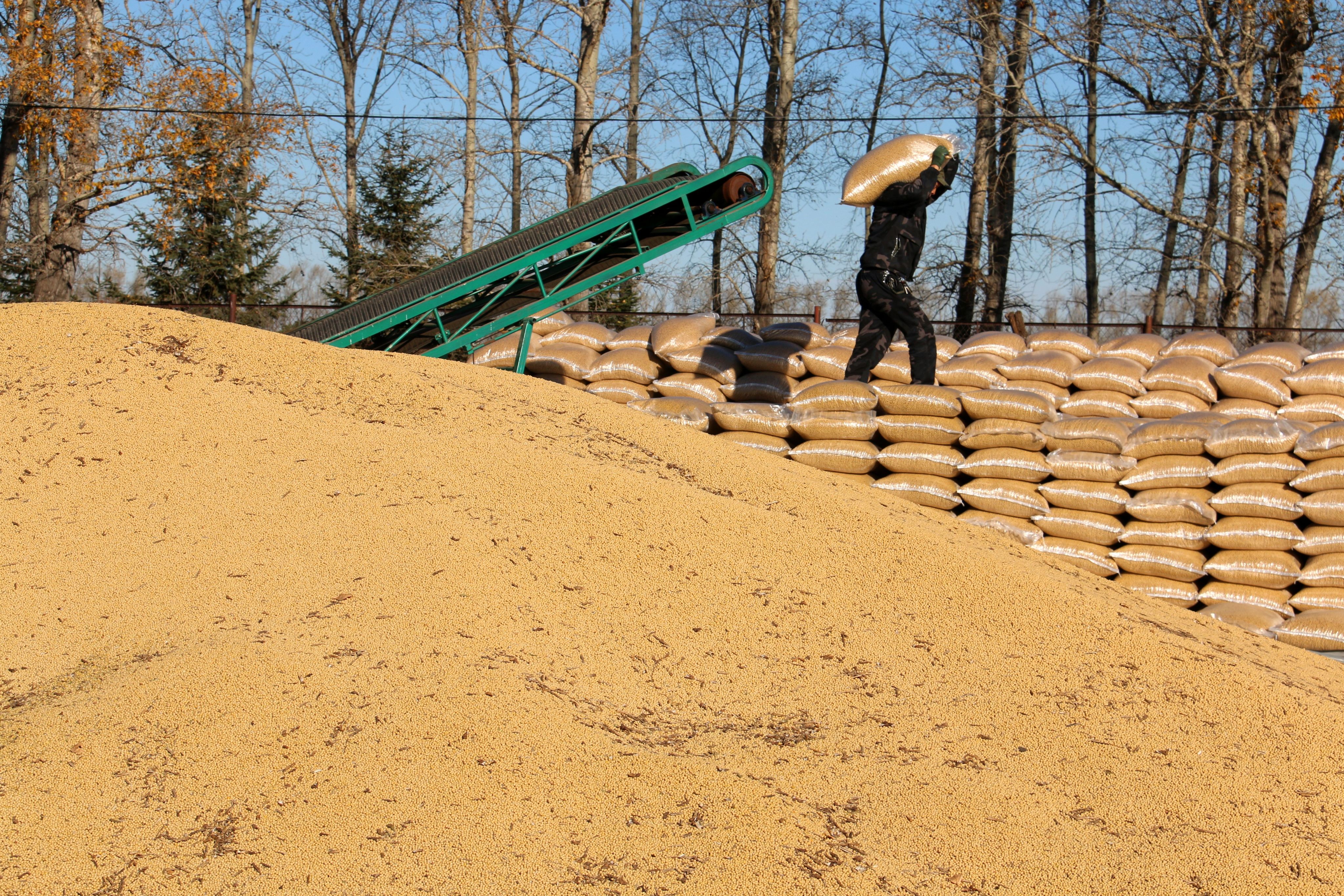 China relies on imports for much of its soybean supply, with Brazil now making up the vast majority of shipments. Photo: Xinhua