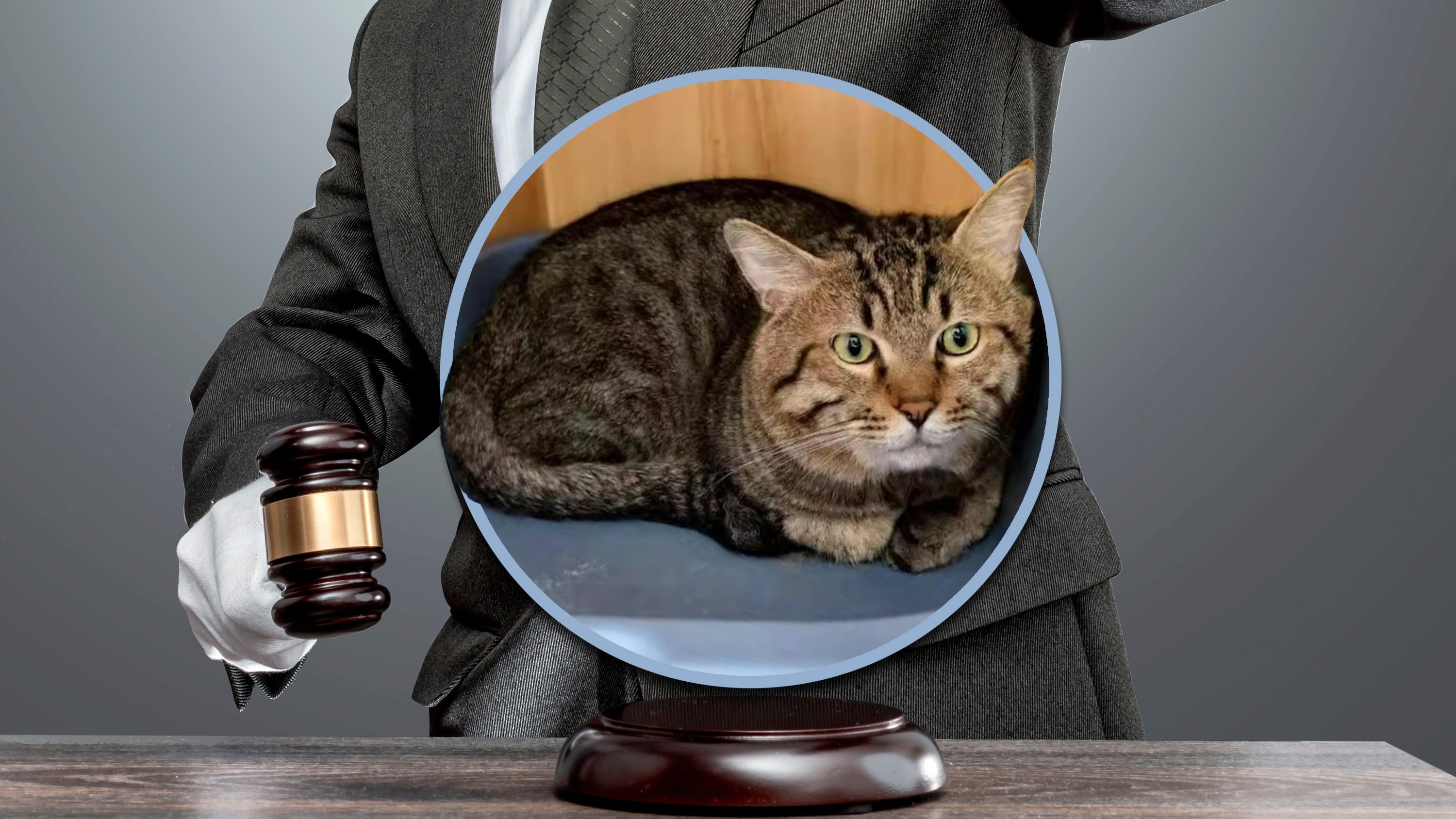 A court in China is set to auction a cat after its owner failed to repay debts, with an opening bid of US$70. Photo: SCMP composite/Shutterstock/Sohu