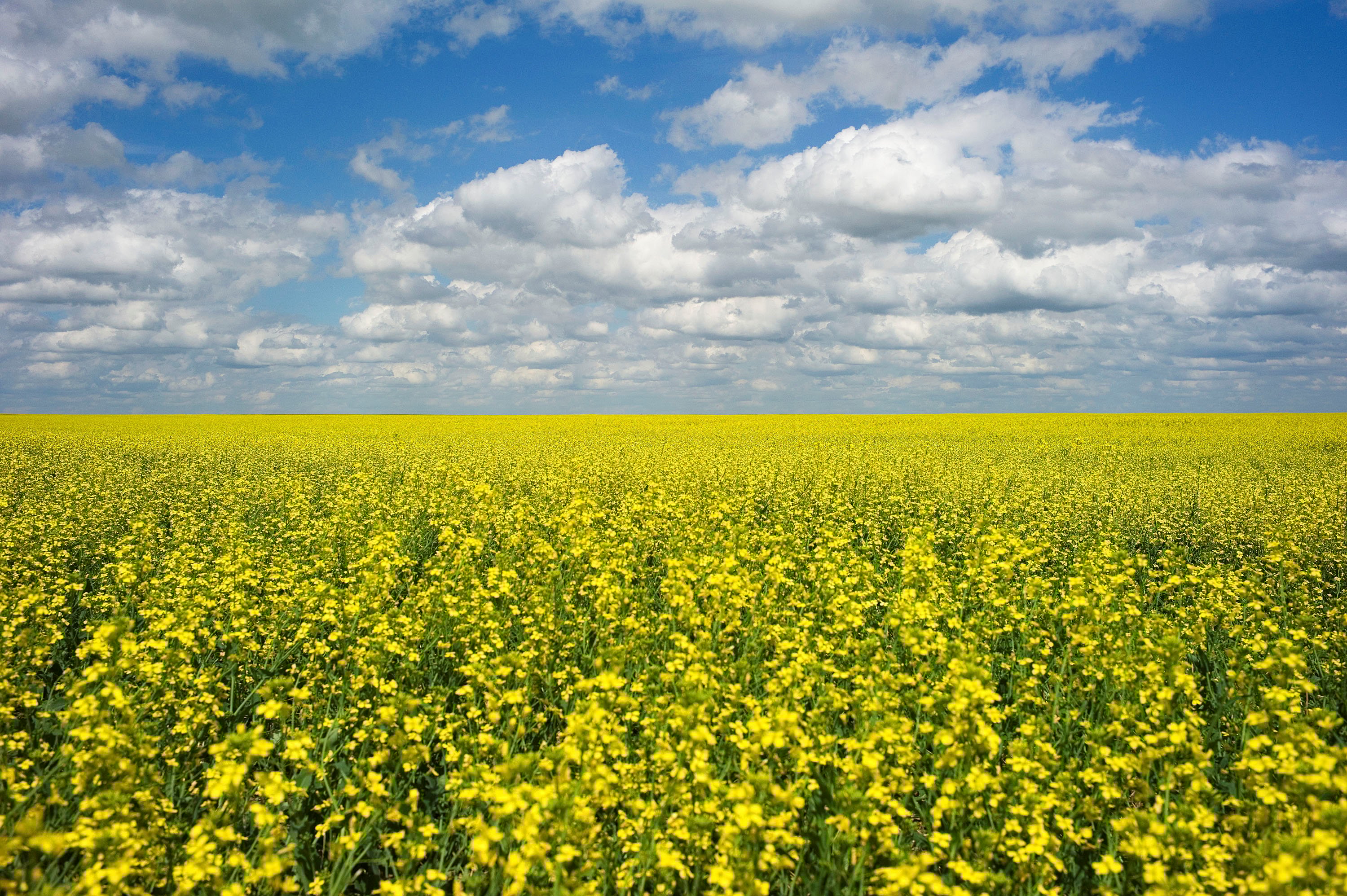 Fields of canola, a crop used for making cooking oil, are in full bloom on the Canadian prairies. Canada has been China’s dominant supplier of canola in recent years, but shipments are now plunging due to Chinese tariffs. Photo: Reuters