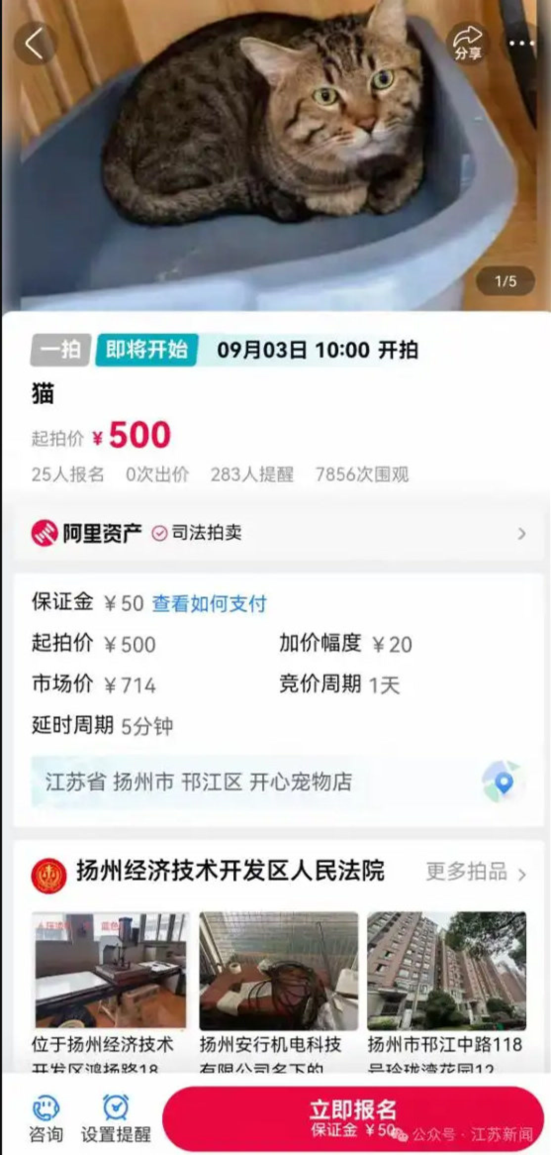 The online auctioneer’s notice had said that bids for the feline started at 500 yuan. Photo: Sohu