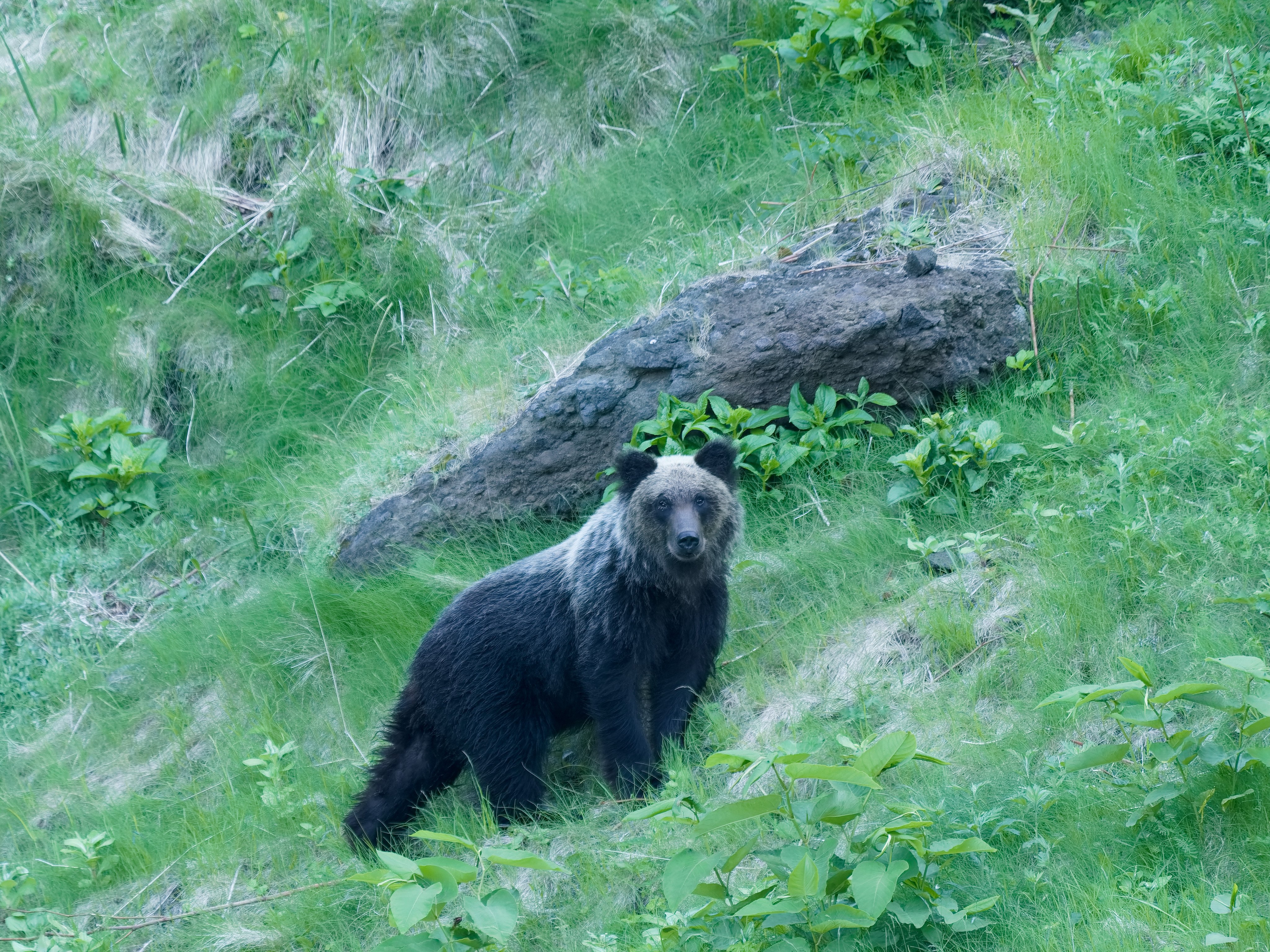 A wild brown bear in Hokkaido, Japan. Photo: Shutterstock