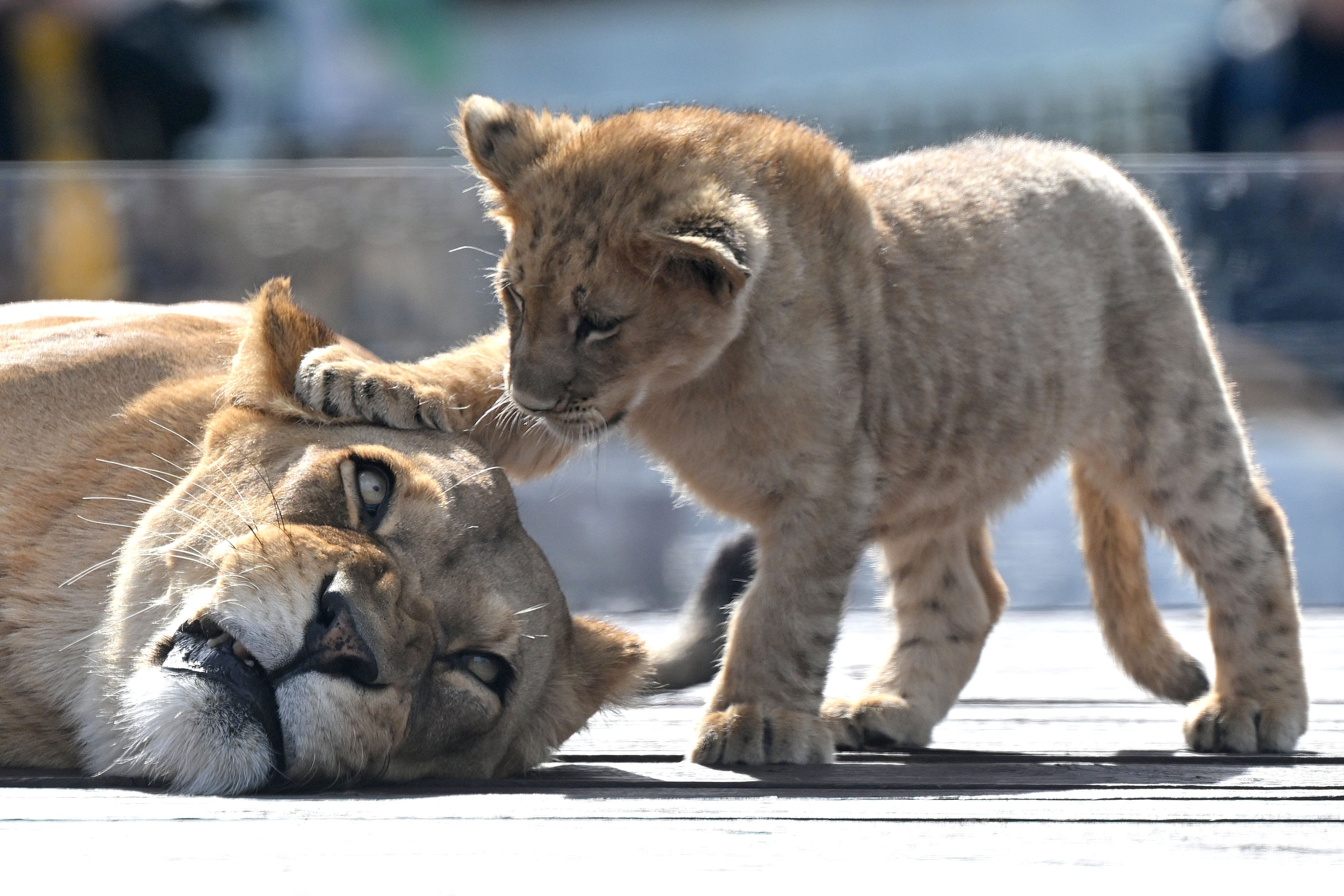 Mother lioness Nairibi plays with her lion cub Nyra at the National Zoo and Aquarium in Canberra, Australia. Photo: EPA