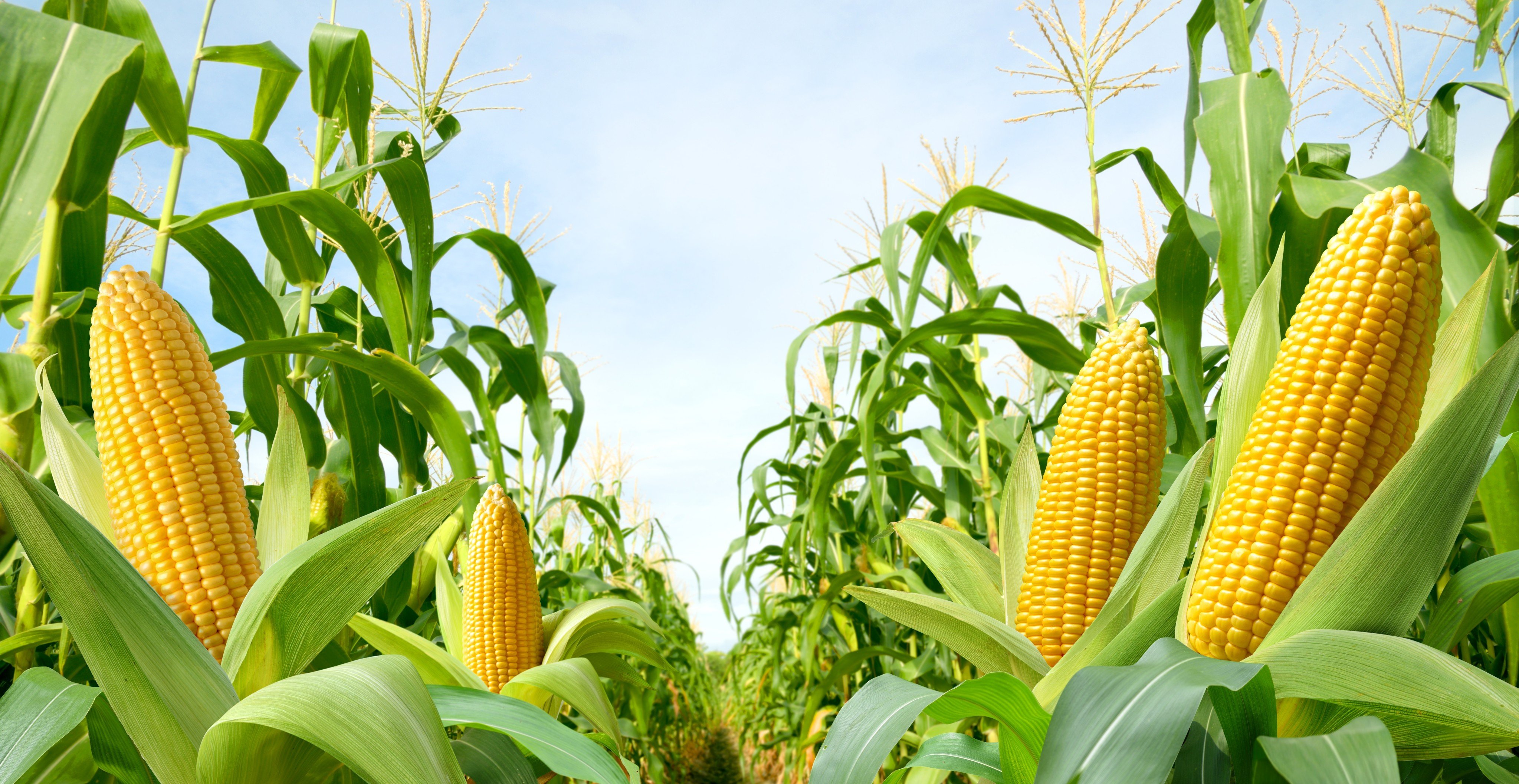 Corn releases a gas called linalool that prompts nearby plants to alter their soil, which can boost defences against pests and predation. Photo: Shutterstock
