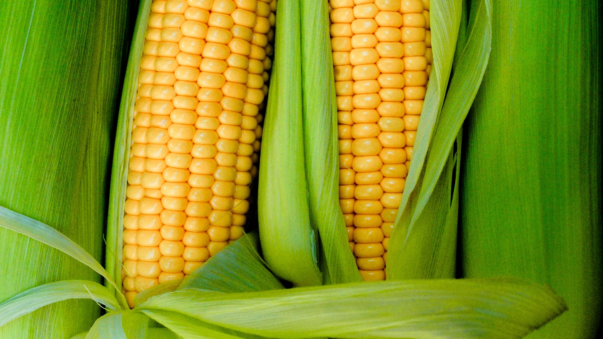 Plant-soil communication takes place after three days of growth at high density, the study found. Photo: Shutterstock Plant-soil communication takes place after three days of growth at high density, the study found. Photo: Shutterstock