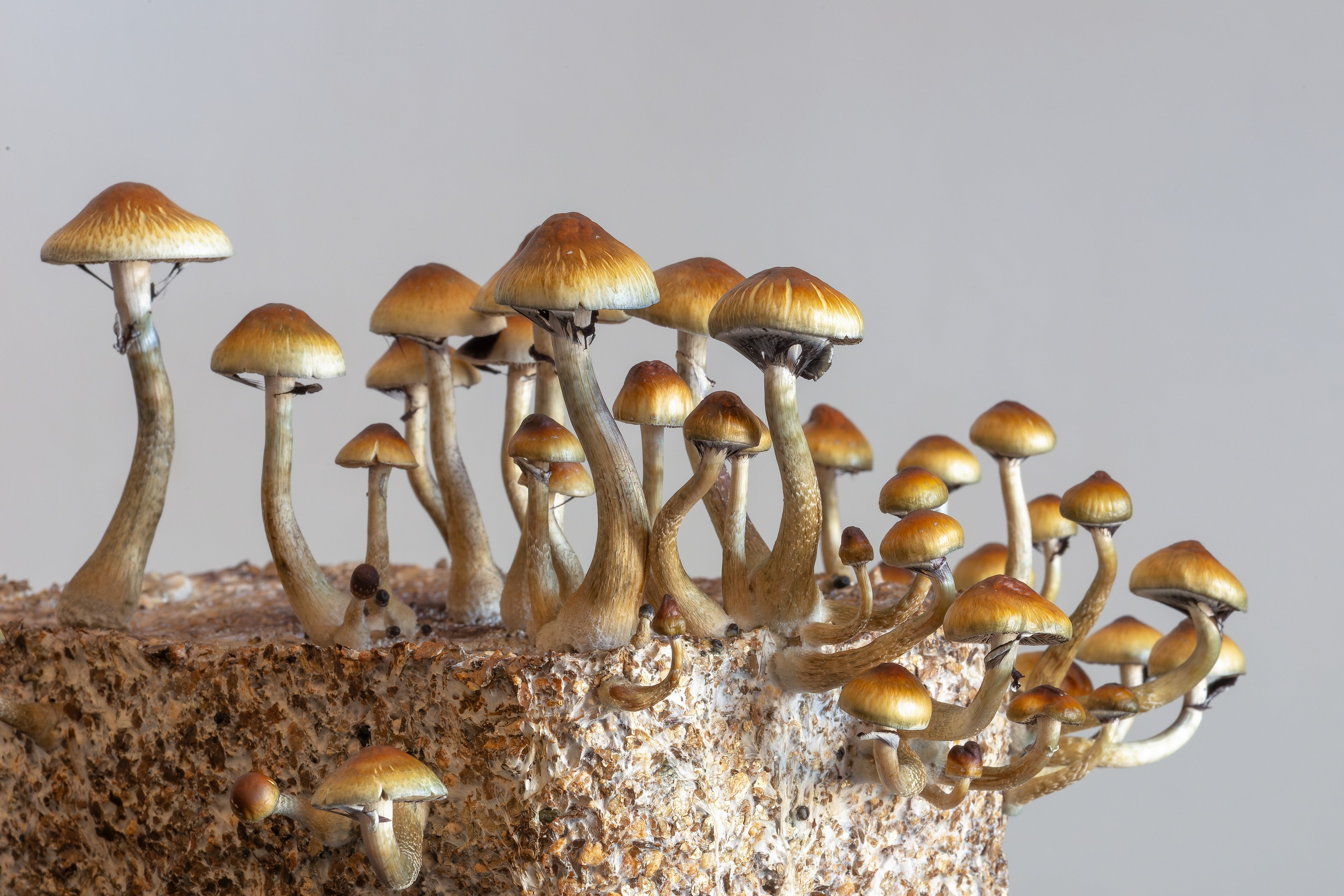 Dosing with psilocybin produced higher levels of SIRT1 - a protein called a regulator of anti-ageing because it helps cells and tissues stay healthy and function correctly as you get older.
Photo: Shutterstock
