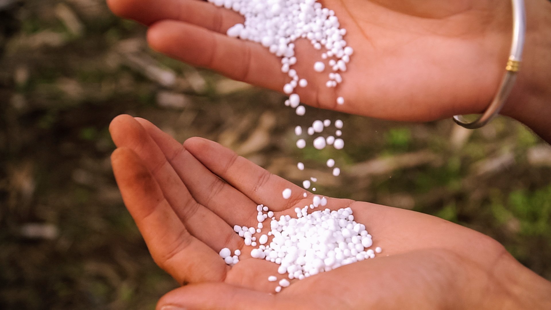 A handful of urea pellets is seen in Argentina in 2020.  Photo: Reuters