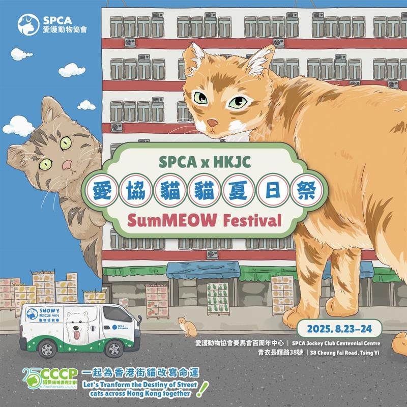 Cats take centre stage at the SPCA Tsing Yi Centre for a two-day festival on August 23 and 24, one of our recommendations of things to do this weekend in Hong Kong. Photo: SPCA