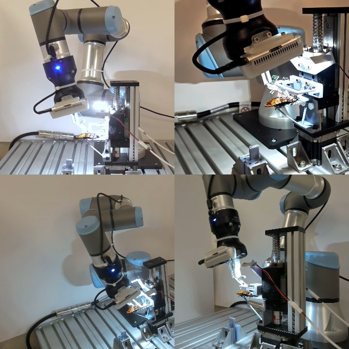 Automatic assembly of a cyborg cockroach. Photo: Handout Automatic assembly of a cyborg cockroach. Photo: Handout
