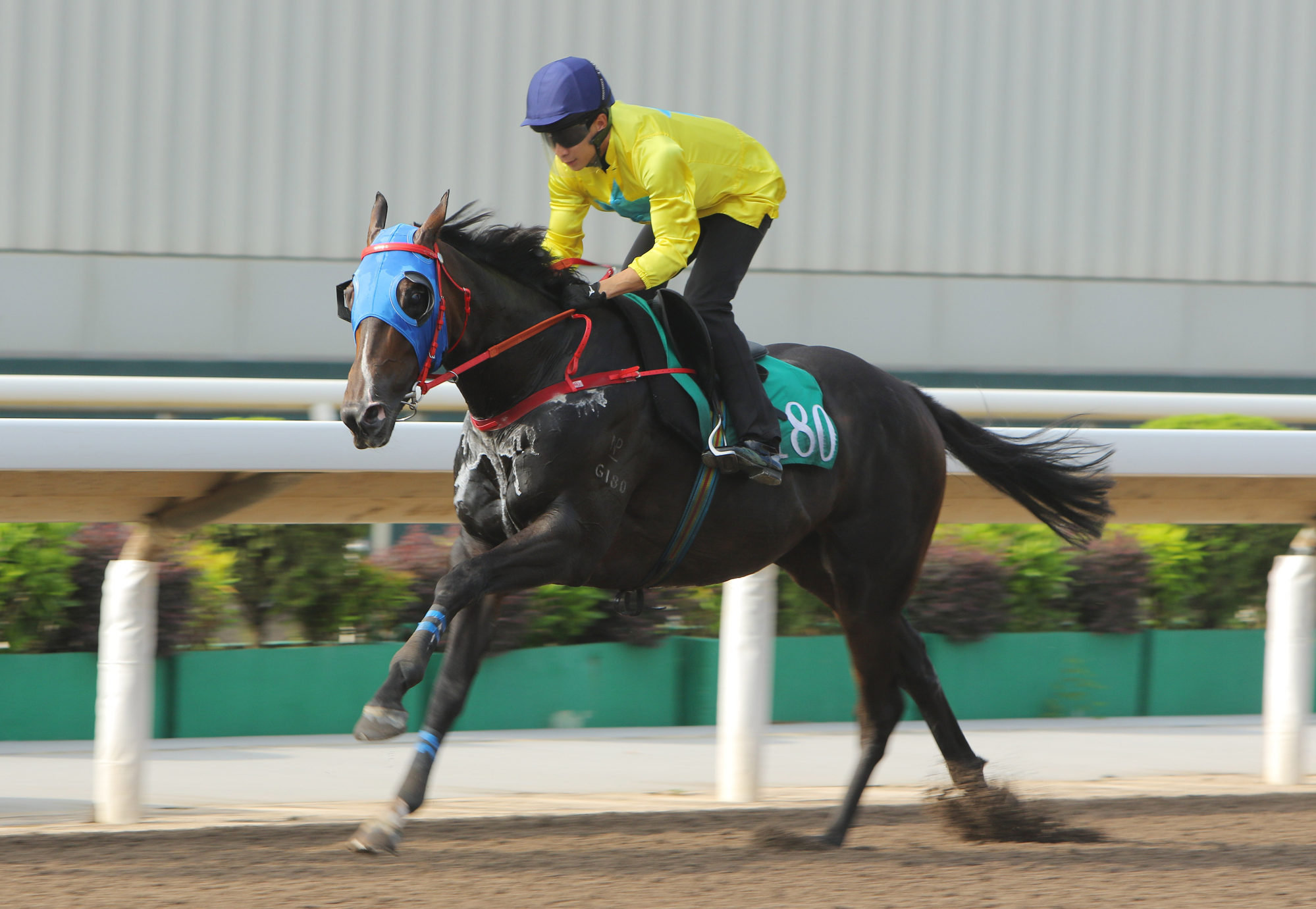 Lucky Sweynesse blazes along in a trial at Sha Tin in July.